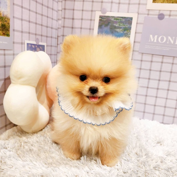 福井県のポメラニアン (犬の家＆猫の里福井店/2025年12月18日生まれ/女の子/クリーム)の子犬の1枚目の画像