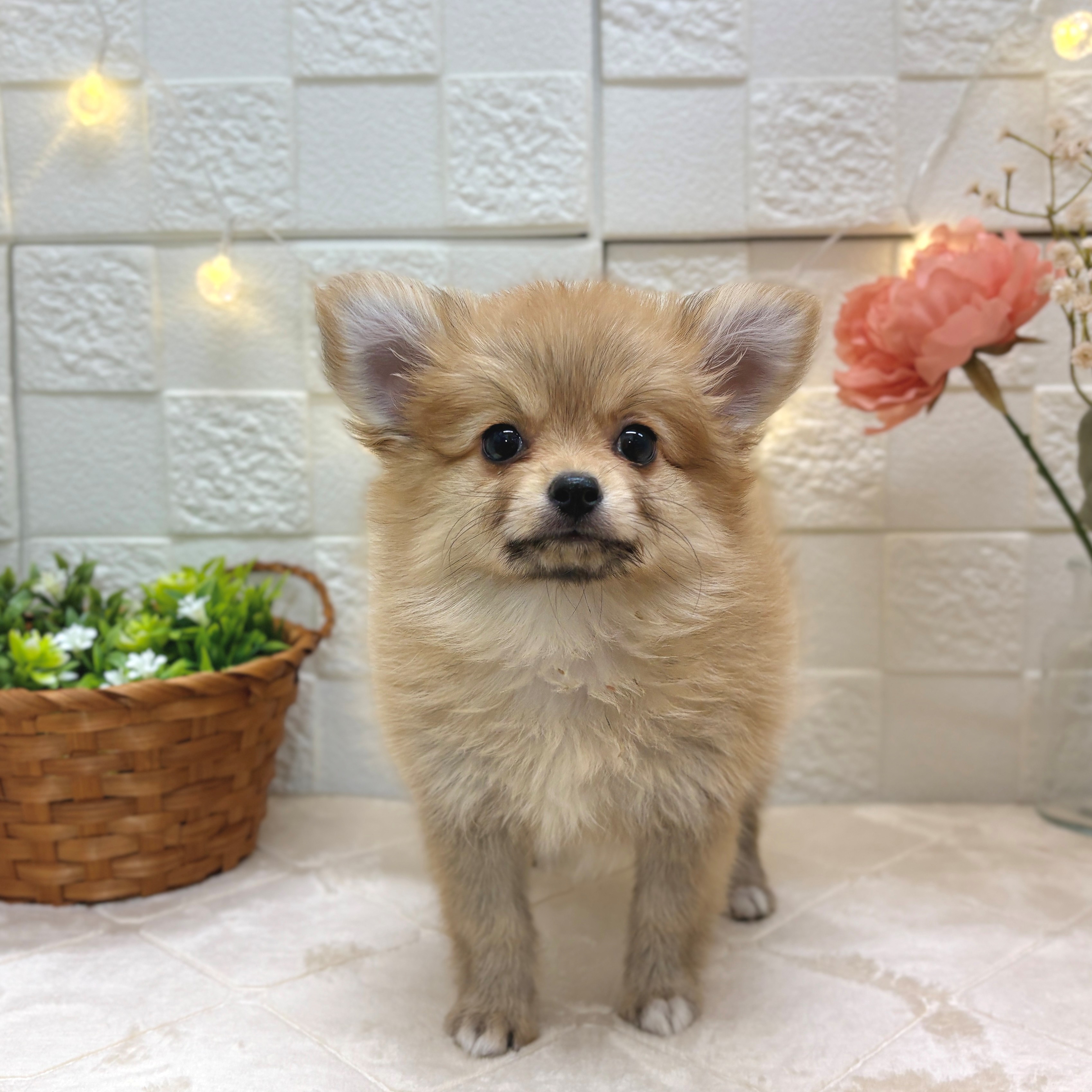 東京都のポメチワ/チワポメ/ポメチー(ポメラニアン×チワワ) (犬の家＆猫の里ペットフォレスト小平店/2025年12月18日生まれ/女の子/オレンジ)の子犬の1枚目の画像