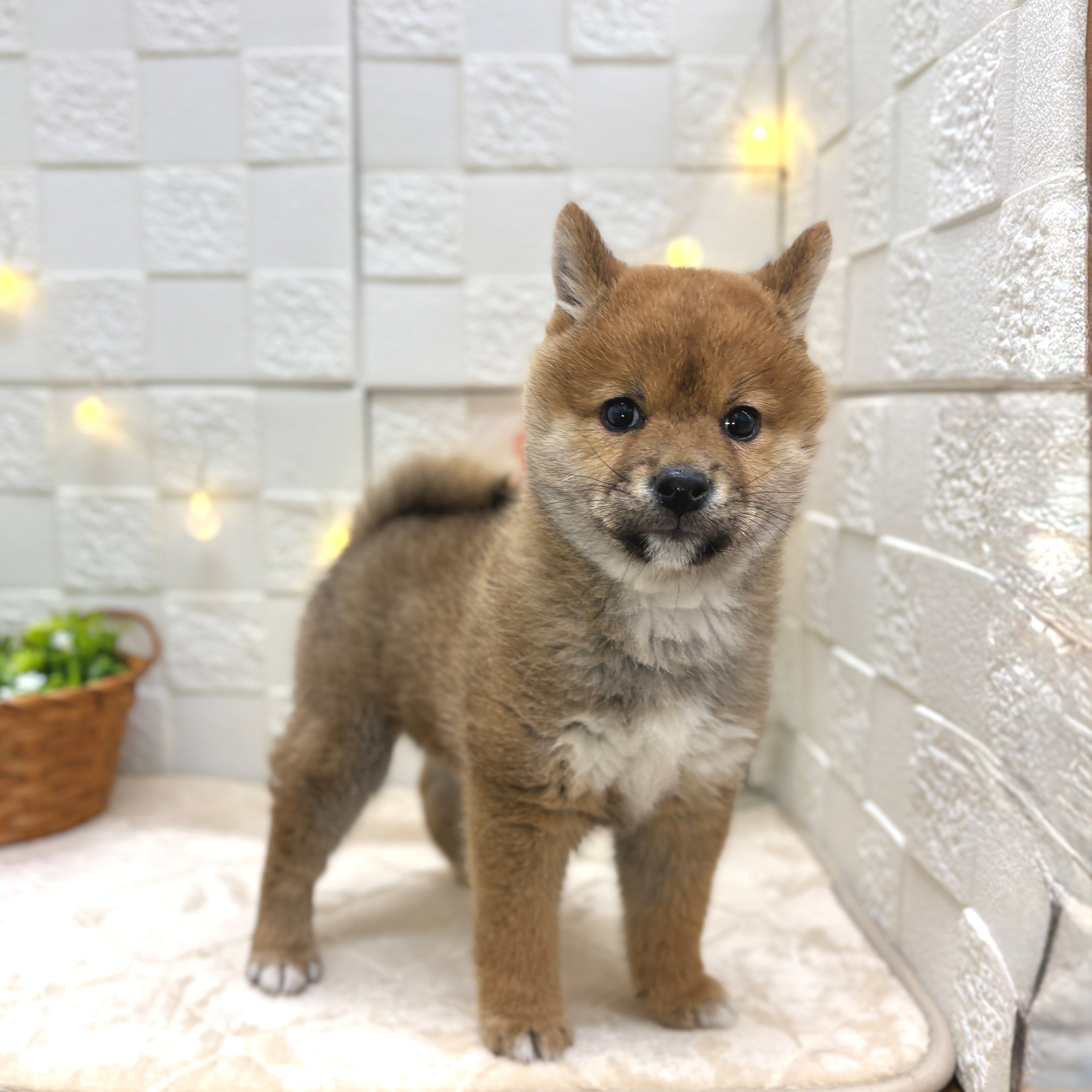 柴犬男の子の写真