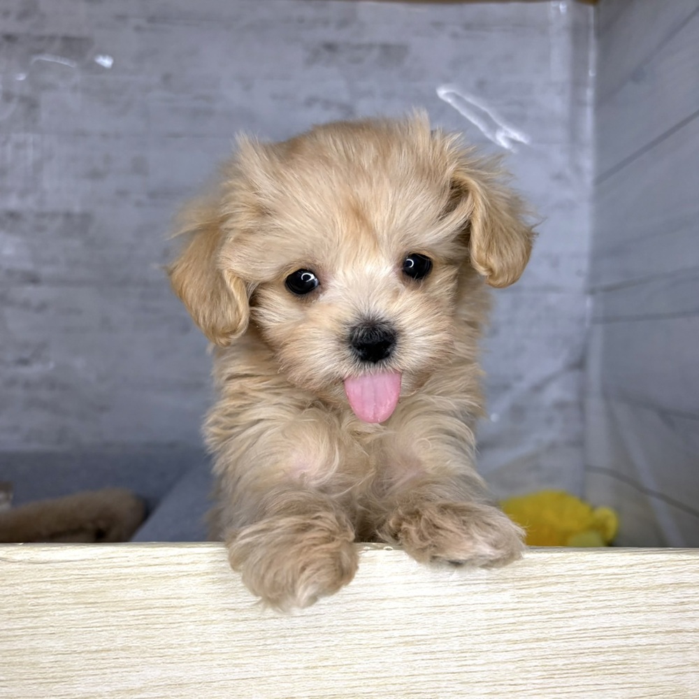 長野県のマルプー(マルチーズ×プードル) (犬の家＆猫の里塩尻店/2025年12月21日生まれ/男の子/アプリコット)の子犬の1枚目の画像