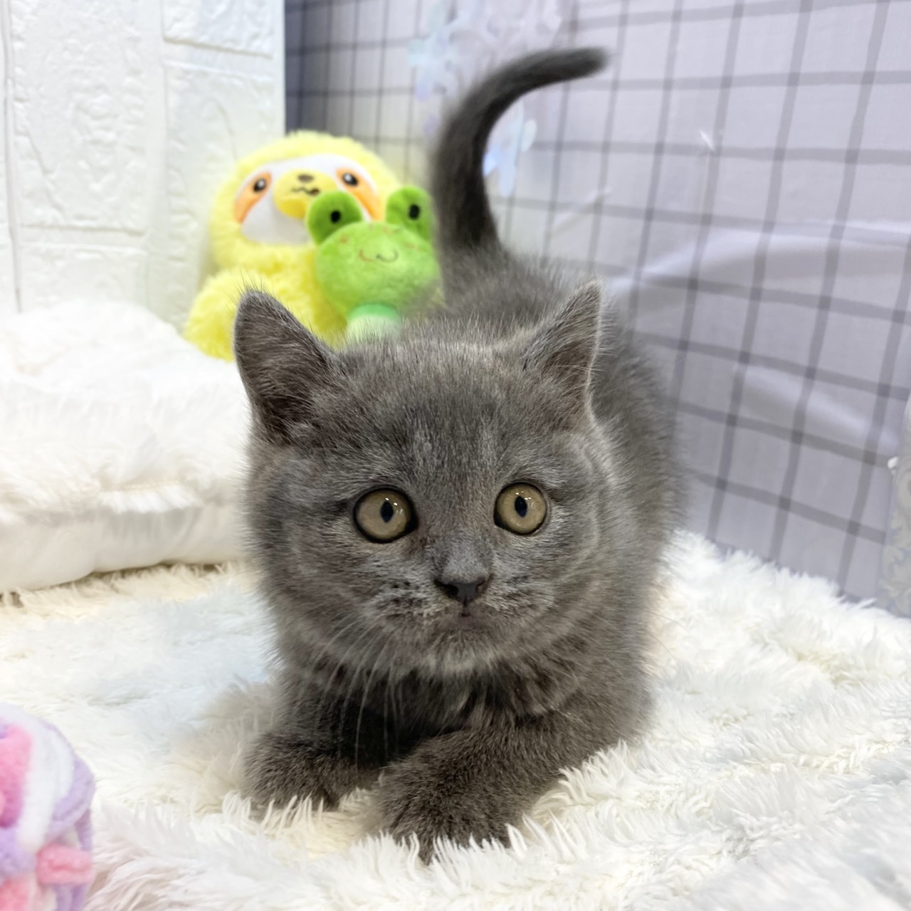 カインズ梓川店（長野県）の子猫一覧 | ペットショップ 犬の家&猫の里