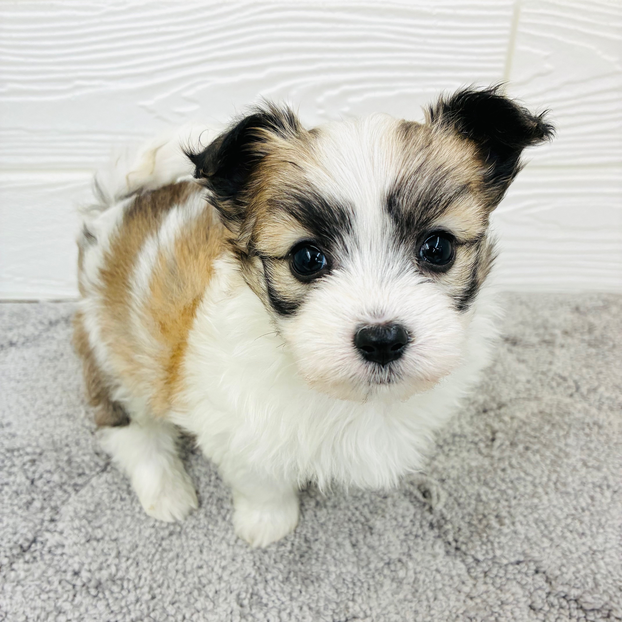 愛知県のハーフ犬・ミックス犬 (犬の家＆猫の里七宝店/2025年12月23日生まれ/女の子/ホワイトブラウン)の子犬