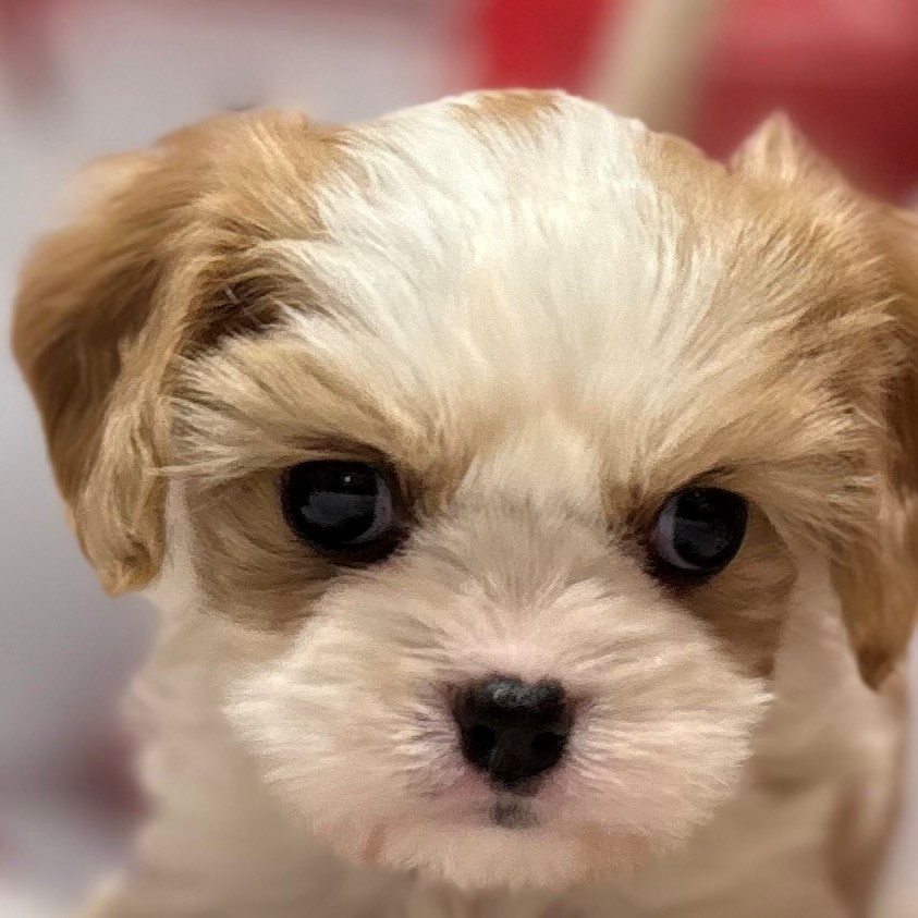 福岡県のハーフ犬・ミックス犬 (犬の家＆猫の里トリアス久山店/2025年12月20日生まれ/男の子/ブレンハイム)の子犬