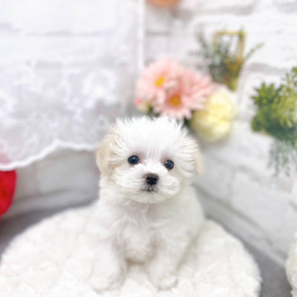 京都府のマルチーズ (犬の家＆猫の里京都樟葉店/2025年12月27日生まれ/女の子/ホワイト)の子犬の1枚目の画像