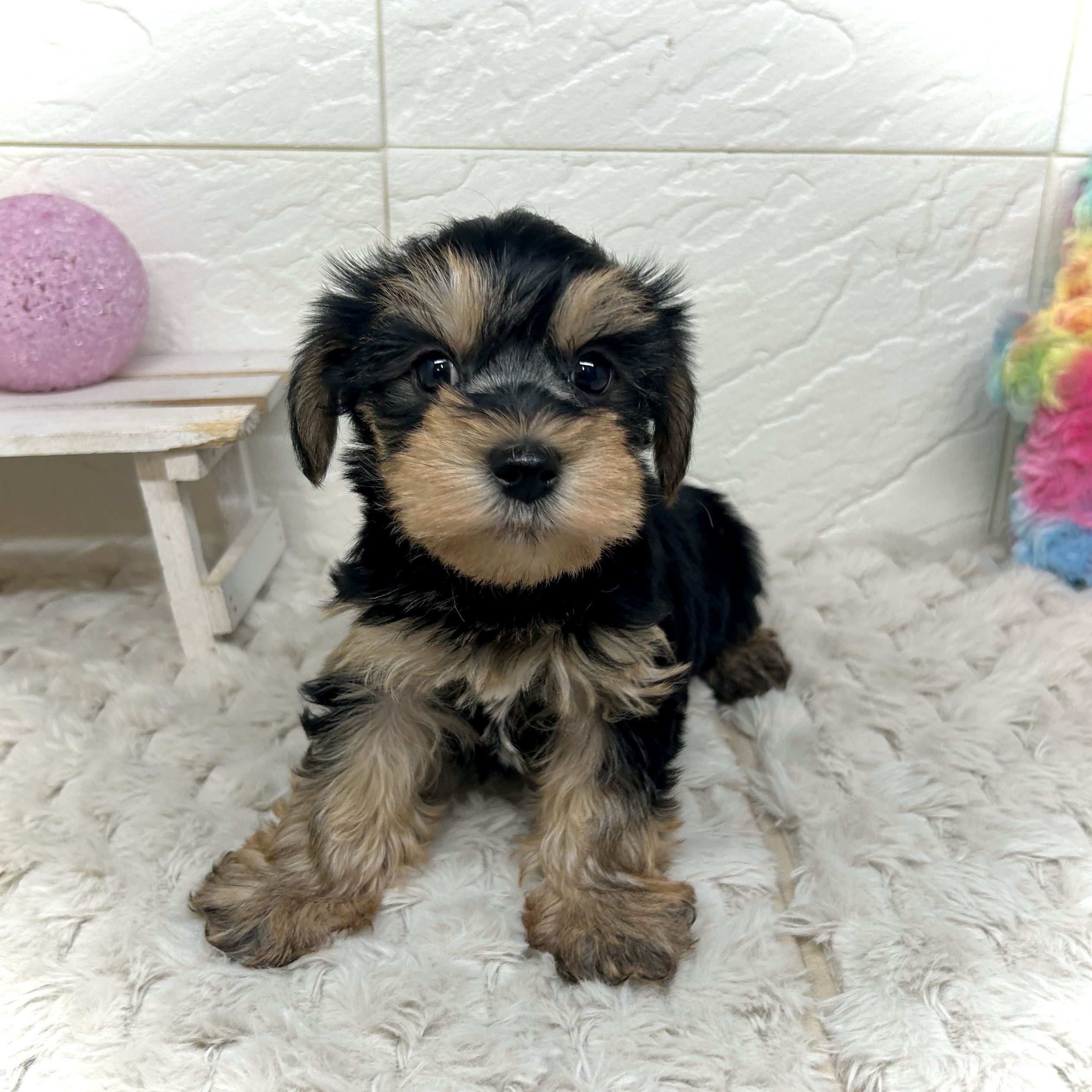 兵庫県のハーフ犬・ミックス犬 (犬の家＆猫の里ゆめタウン姫路店/2025年12月26日生まれ/男の子/ブラックタン)の子犬の1枚目の画像