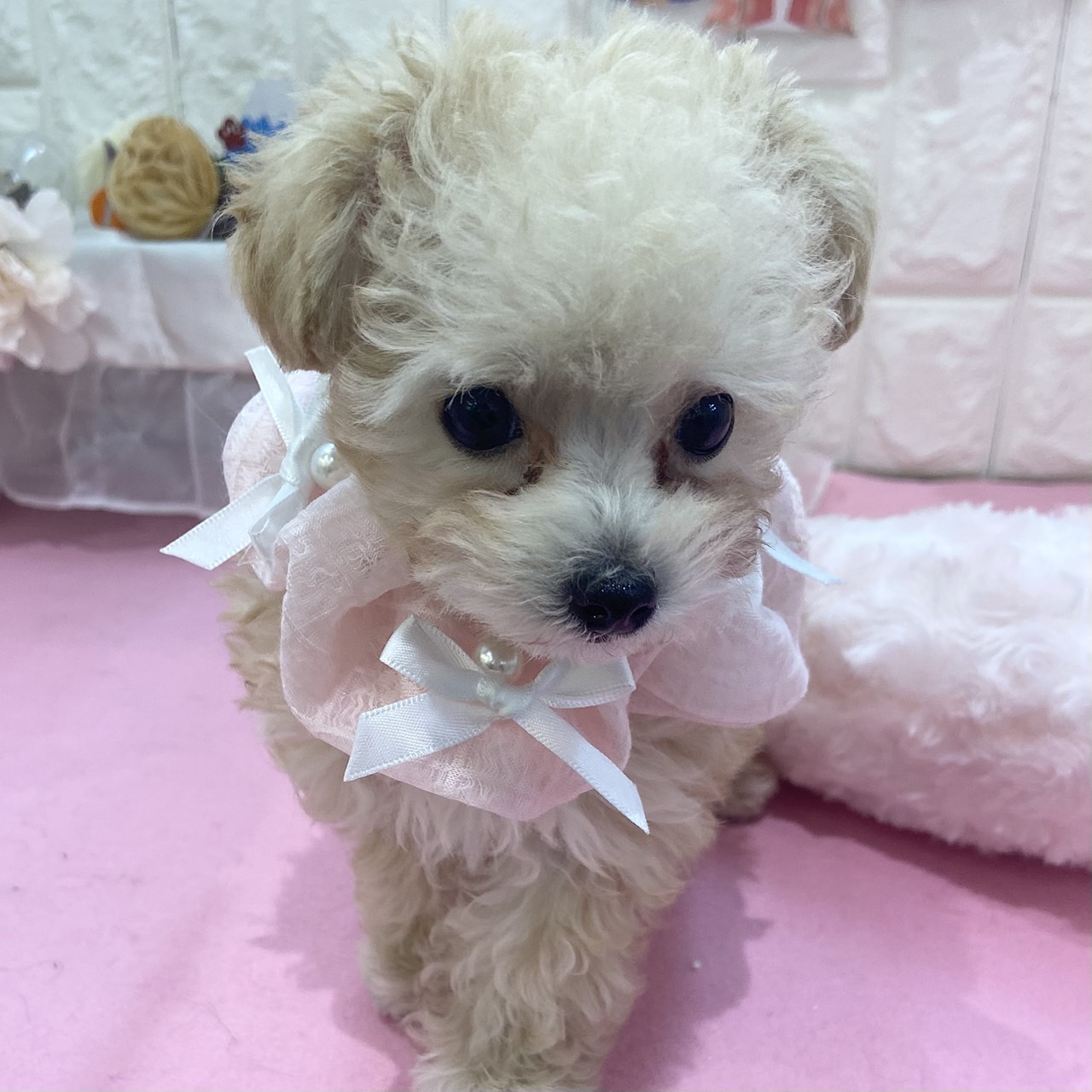 子犬の詳細情報 (岡山県/2025年12月21日生まれ/女の子/クリーム