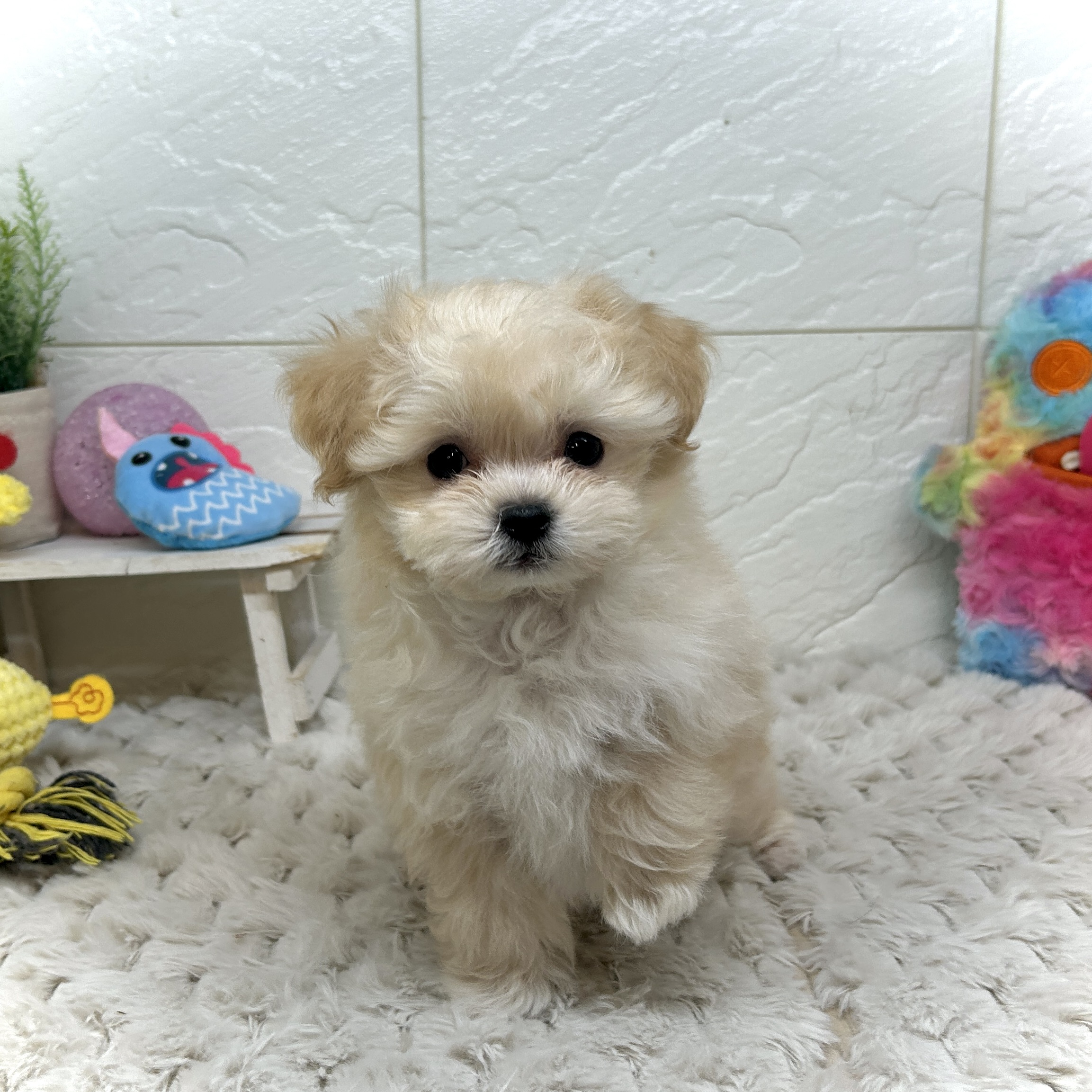 兵庫県のマルプー(マルチーズ×プードル) (犬の家＆猫の里ゆめタウン姫路店/2025年12月24日生まれ/男の子/クリーム)の子犬の1枚目の画像