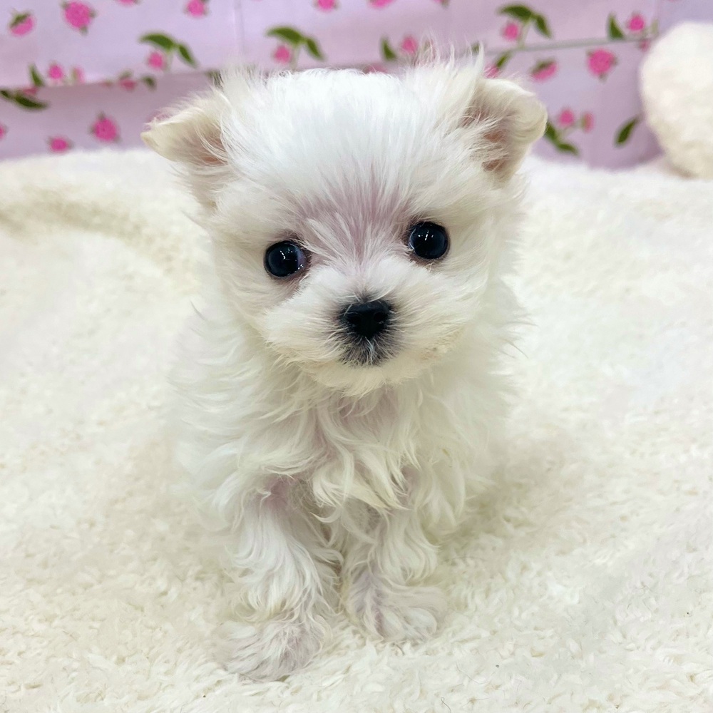 愛知県のマルチーズ (犬の家＆猫の里エアポートウォーク店/2025年12月26日生まれ/男の子/ホワイト)の子犬の1枚目の画像