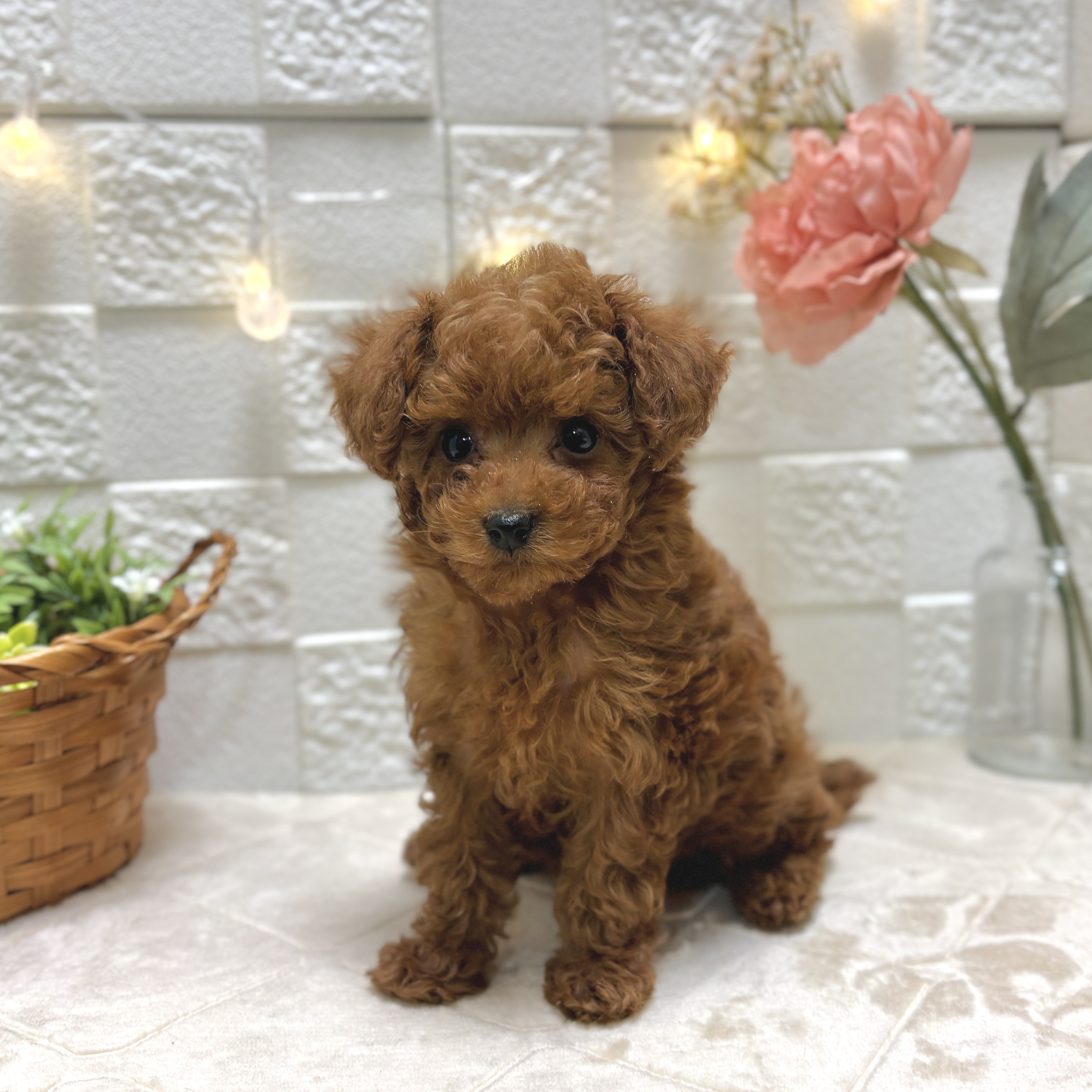 東京都のトイプードル(トイ) (犬の家＆猫の里ペットフォレスト小平店/2025年12月30日生まれ/女の子/レッド)の子犬の1枚目の画像