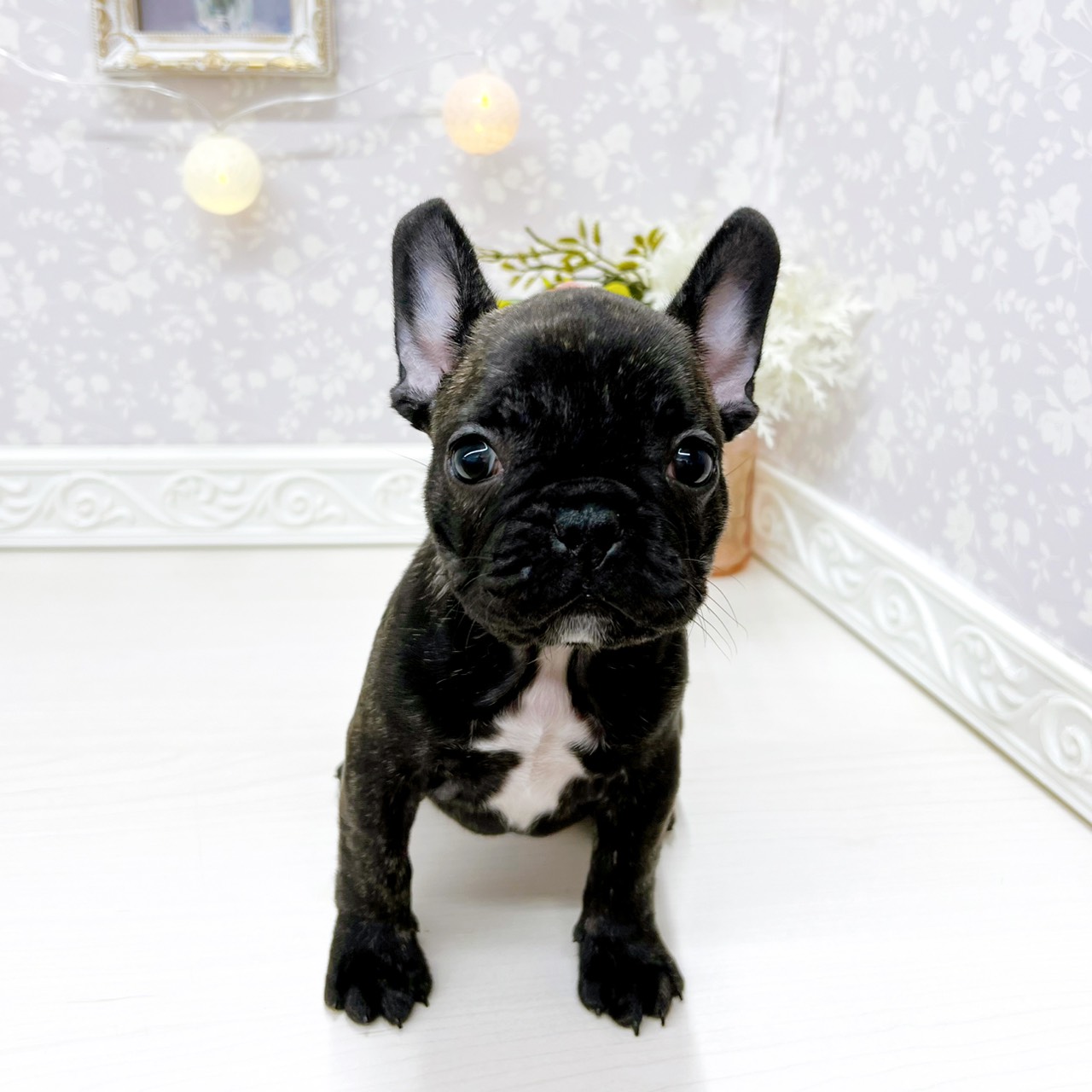 フレンチブルドッグの子犬一覧 | ペットショップ 犬の家&猫の里 | 子犬