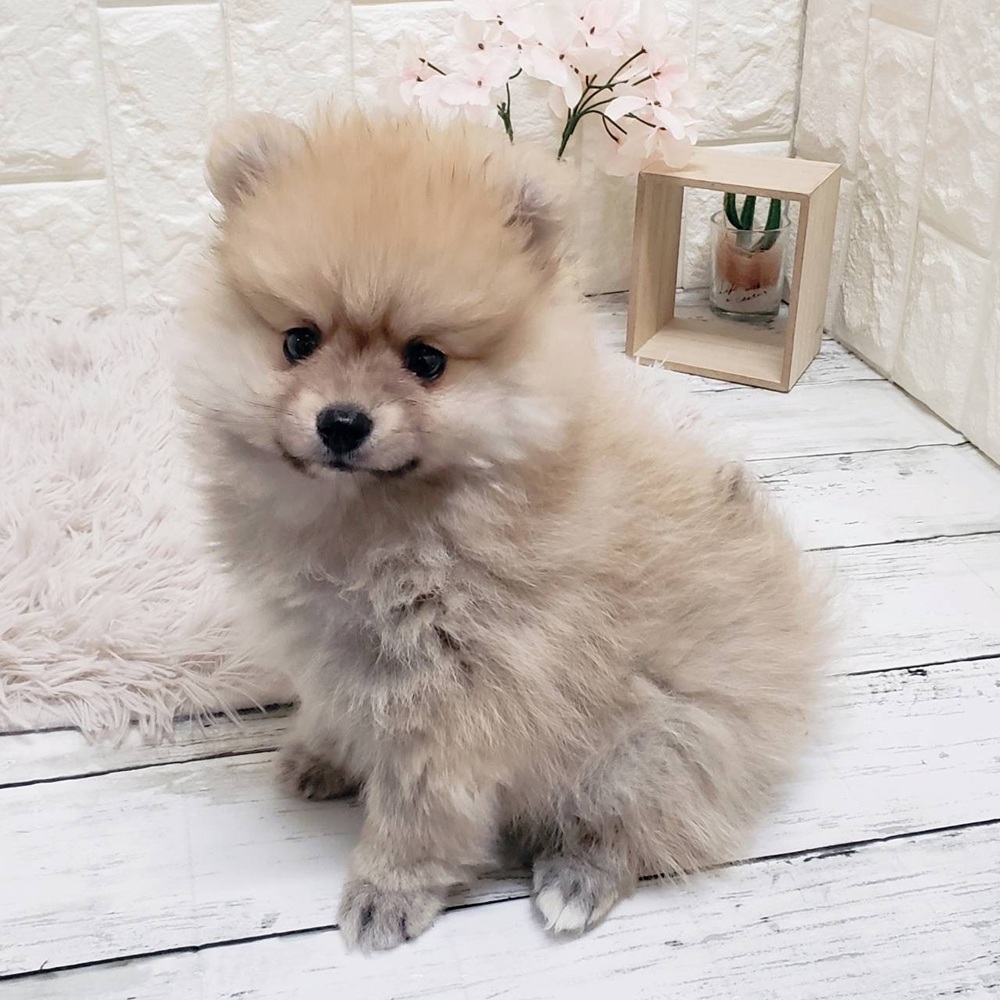 ポメラニアン男の子の写真