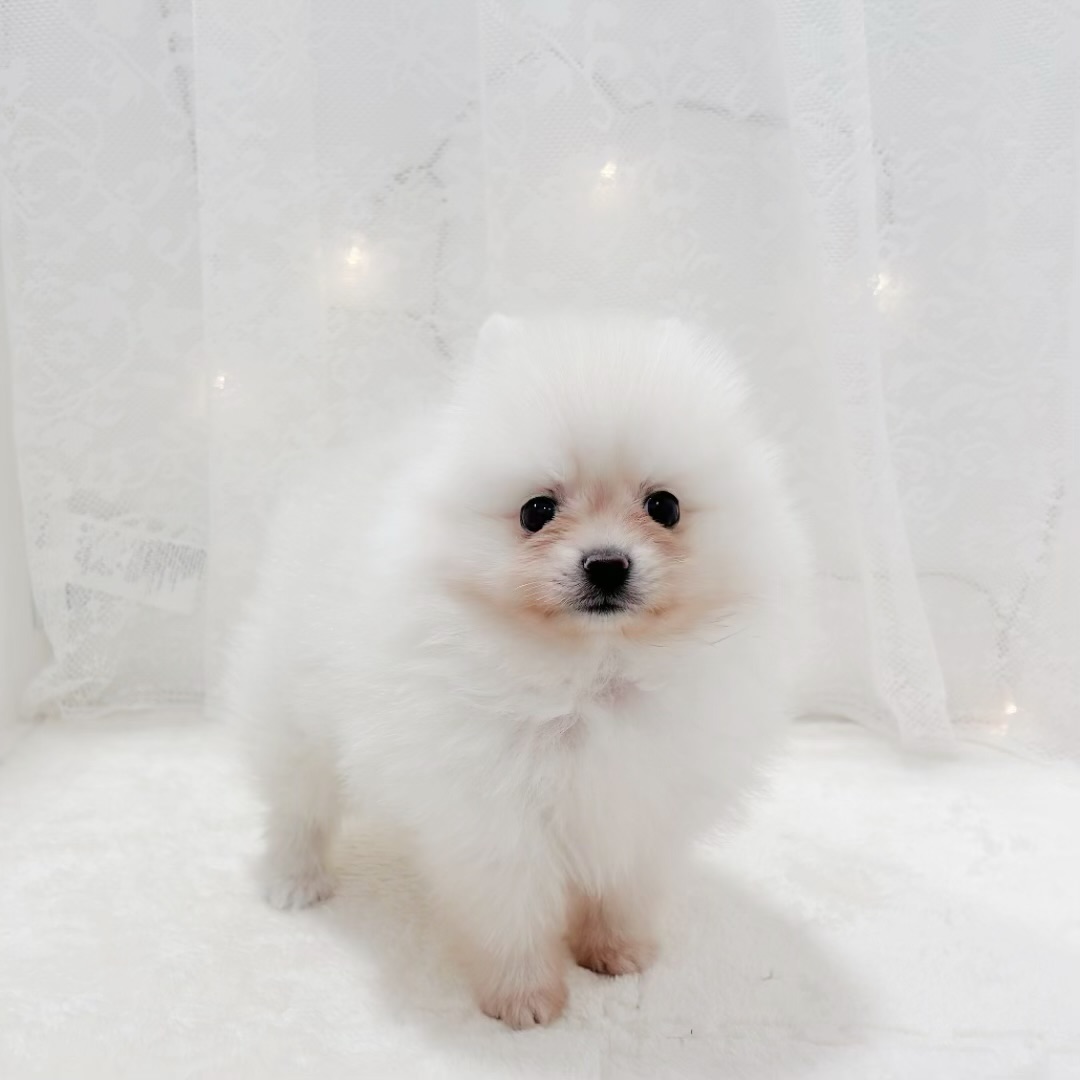 千葉県のポメラニアン (犬の家＆猫の里BIGHOPガーデンモール印西店/2026年1月5日生まれ/男の子/クリーム)の子犬の1枚目の画像