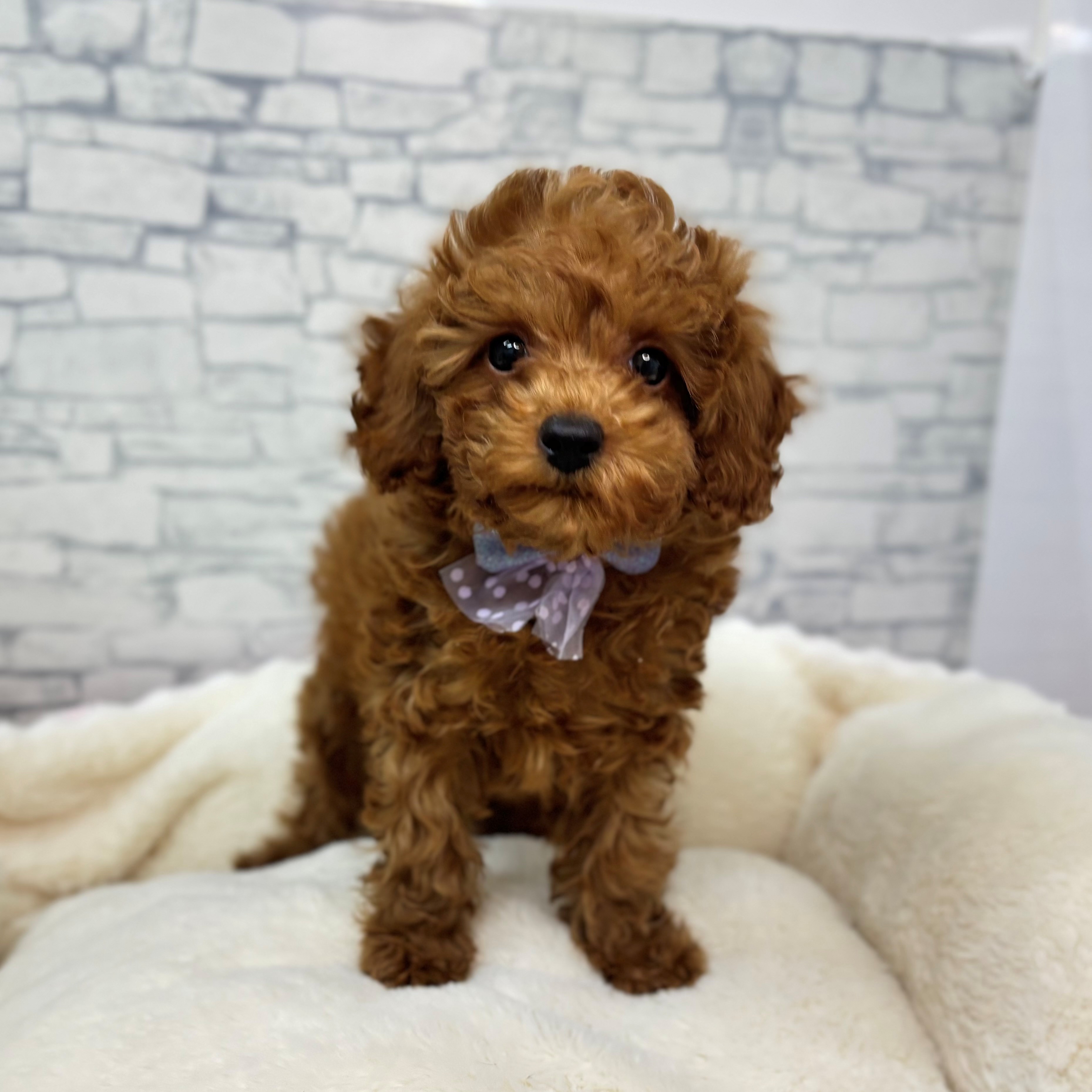 長野県のトイプードル(トイ) (犬の家＆猫の里長野店/2026年1月3日生まれ/男の子/レッド)の子犬の1枚目の画像