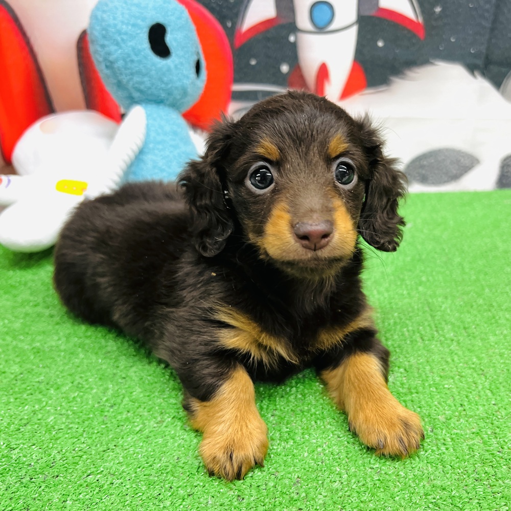 愛知県のミニチュアダックスフンド(ロング) (犬の家＆猫の里名古屋天白店/2026年1月7日生まれ/女の子/チョコレートタン)の子犬の1枚目の画像