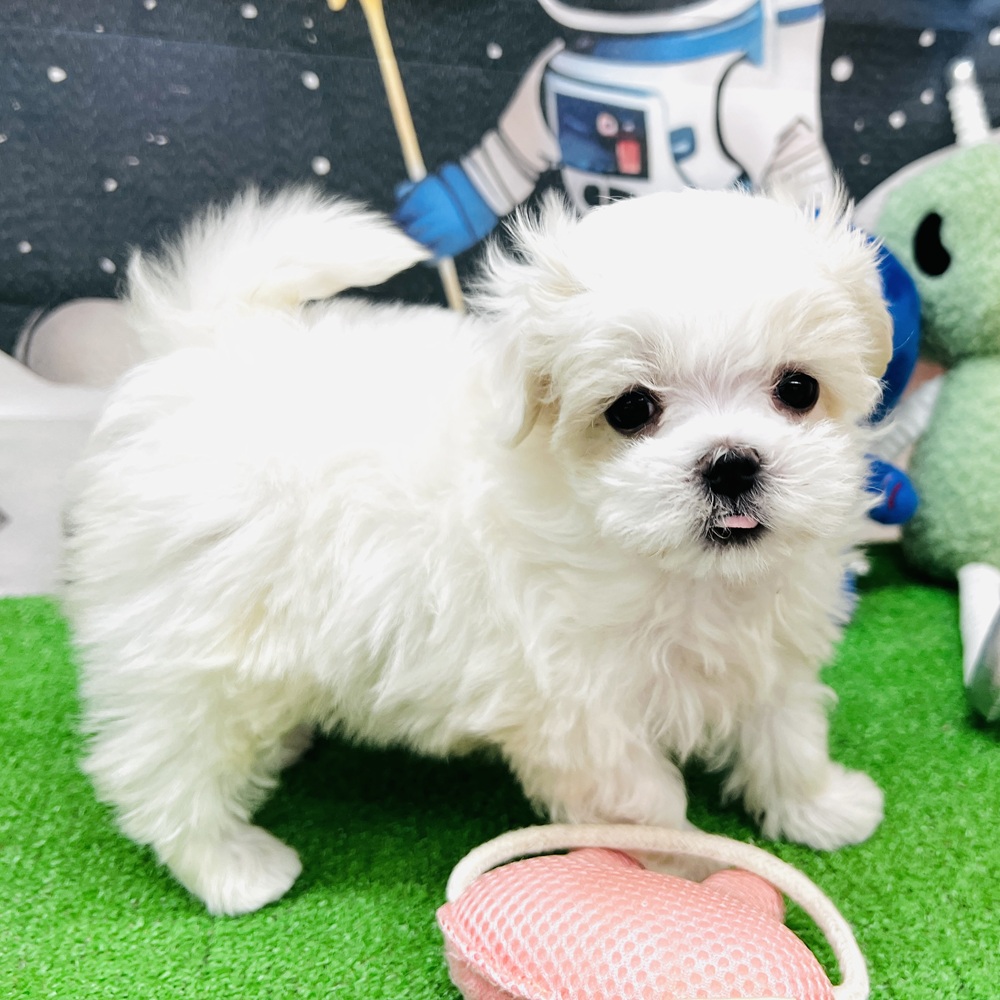 愛知県のマルチーズ (犬の家＆猫の里名古屋天白店/2026年1月5日生まれ/女の子/ホワイト)の子犬の1枚目の画像