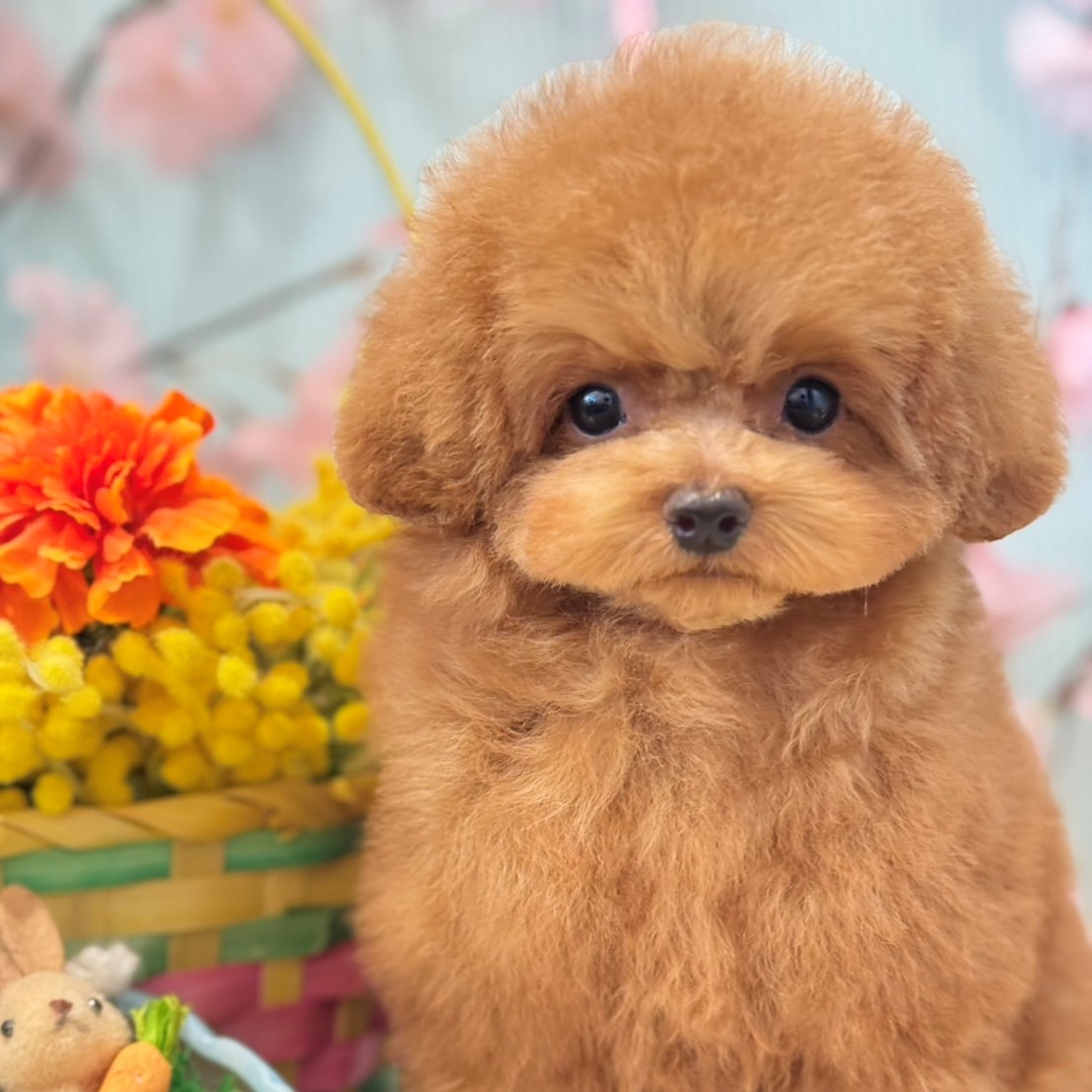 大阪府のトイプードル(ティーカップ) (犬の家＆猫の里もりのみやキューズモールBASE店/2026年1月3日生まれ/女の子/レッドフォーン)の子犬の1枚目の画像