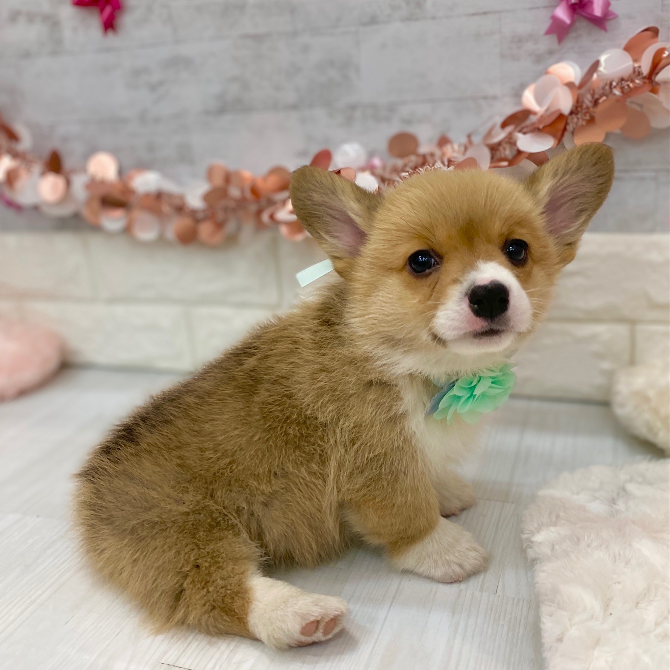 静岡県のウェルシュコーギーペンブローク (犬の家＆猫の里プレ葉ウォーク浜北店/2026年1月6日生まれ/女の子/レッドホワイト)の子犬の1枚目の画像