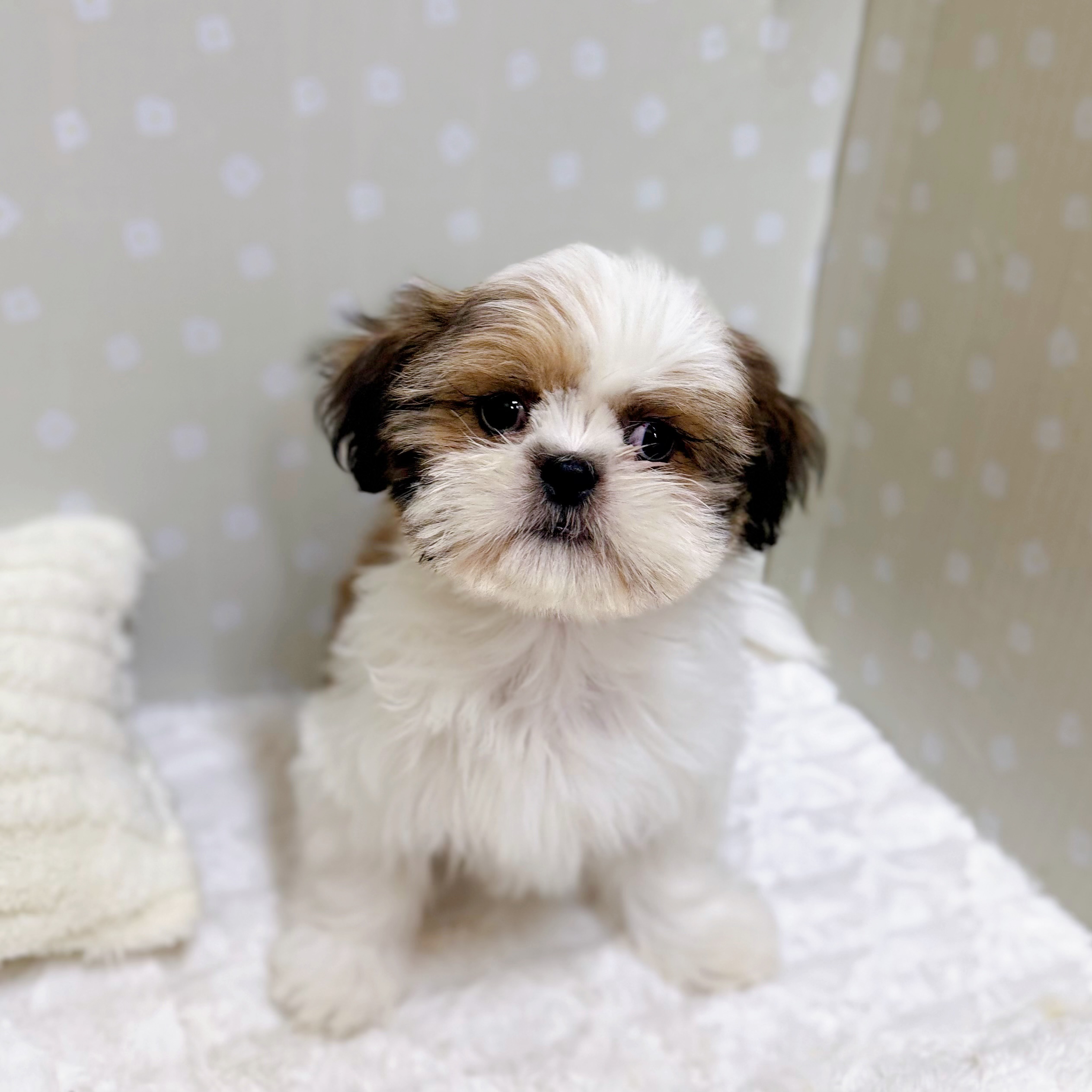 愛知県のシーズー (犬の家＆猫の里安城店/2026年1月7日生まれ/女の子/ホワイトゴールド)の子犬の1枚目の画像