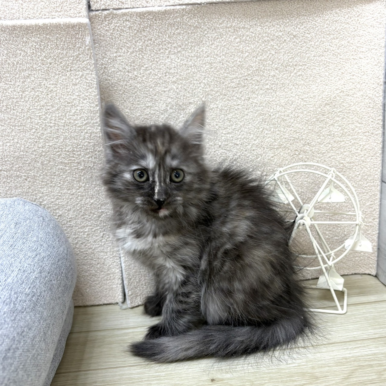 長野県のマンチカン (犬の家＆猫の里塩尻店/2026年1月10日生まれ/女の子/シルバーパッチドタビーホワイト)の子猫の1枚目の画像