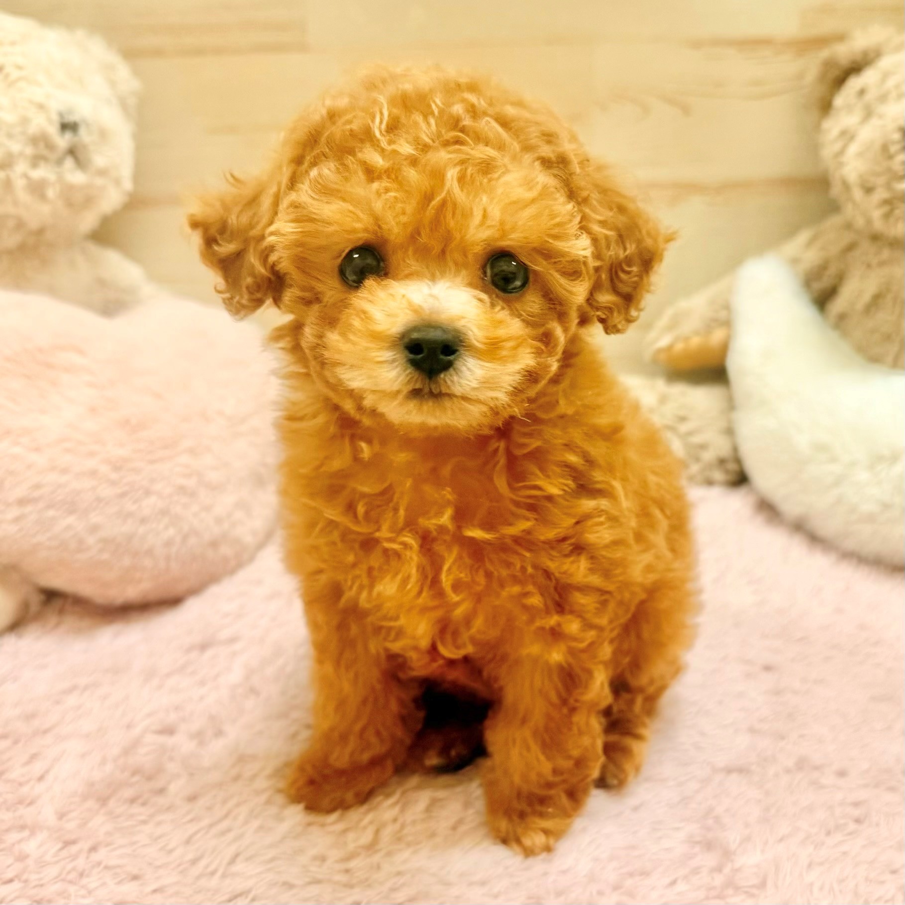 兵庫県のトイプードル(トイ) (犬の家＆猫の里神戸店/2026年1月11日生まれ/女の子/レッドフォーン)の子犬の1枚目の画像