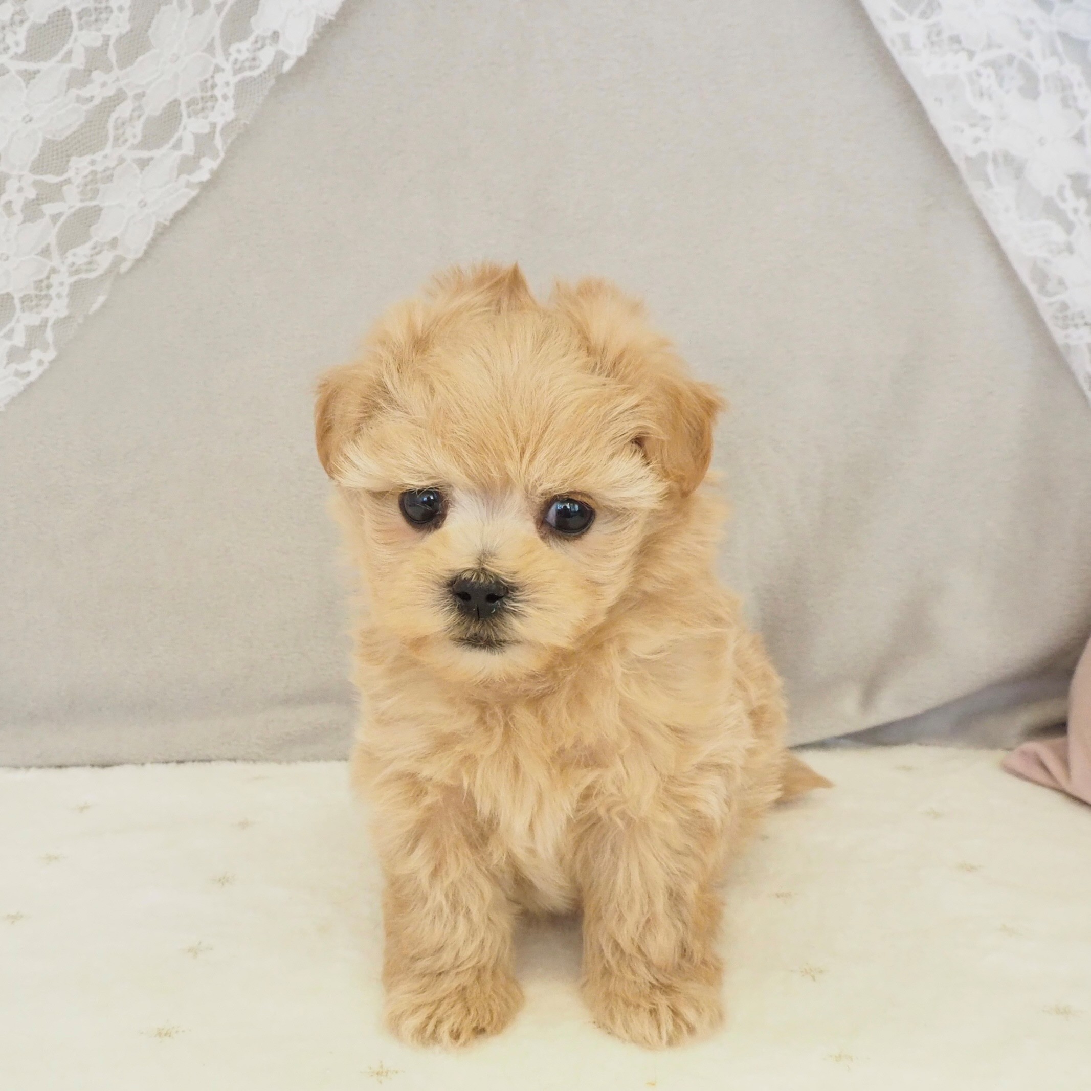 大阪府のマルプー(マルチーズ×プードル) (犬の家＆猫の里もりのみやキューズモールBASE店/2026年1月8日生まれ/女の子/アプリコット)の子犬の1枚目の画像