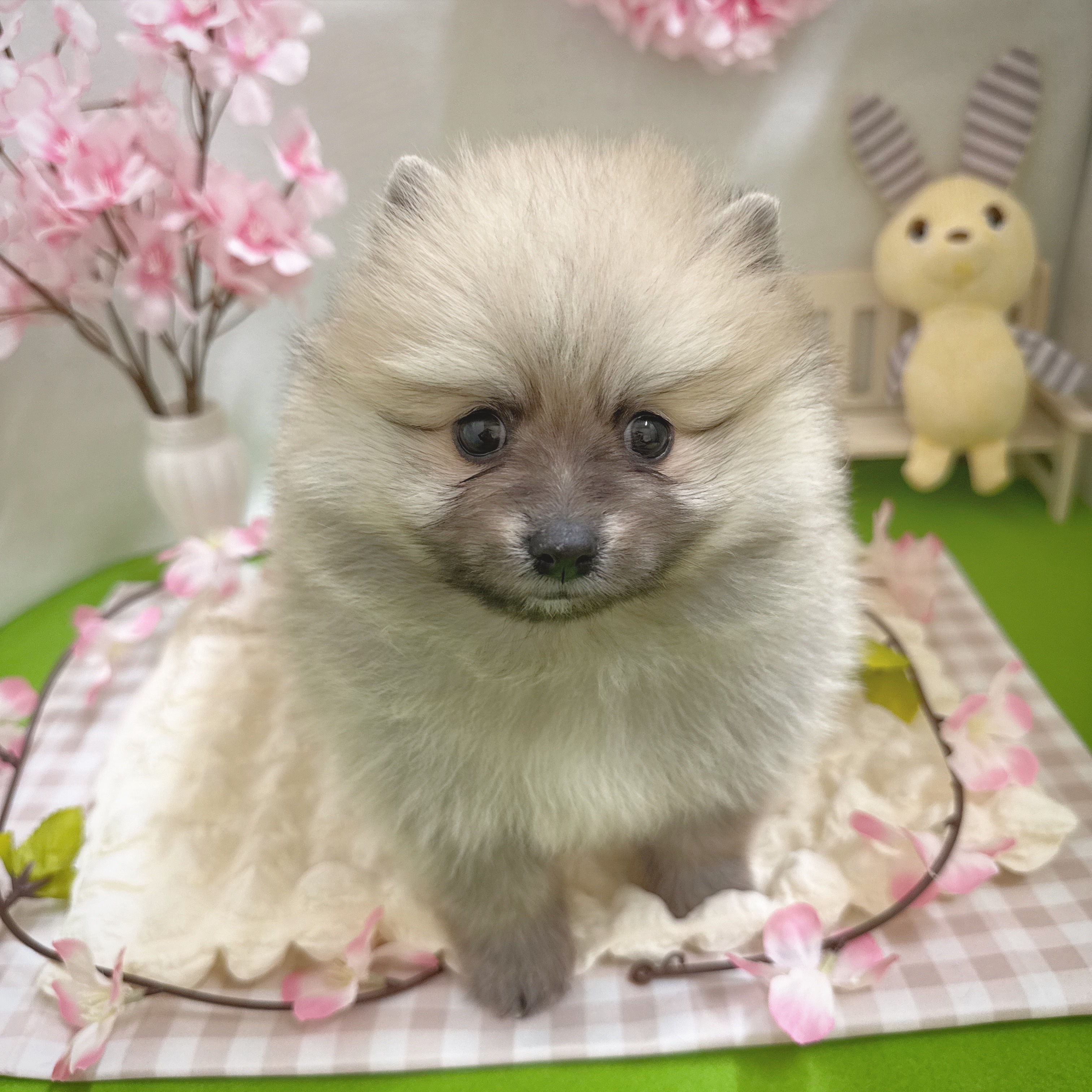 静岡県のポメラニアン (犬の家＆猫の里藤枝店/2026年1月13日生まれ/男の子/オレンジ)の子犬の1枚目の画像