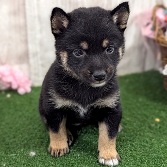 神奈川県の豆柴 (犬の家＆猫の里小田原店/2026年1月13日生まれ/女の子/黒)の子犬の1枚目の画像