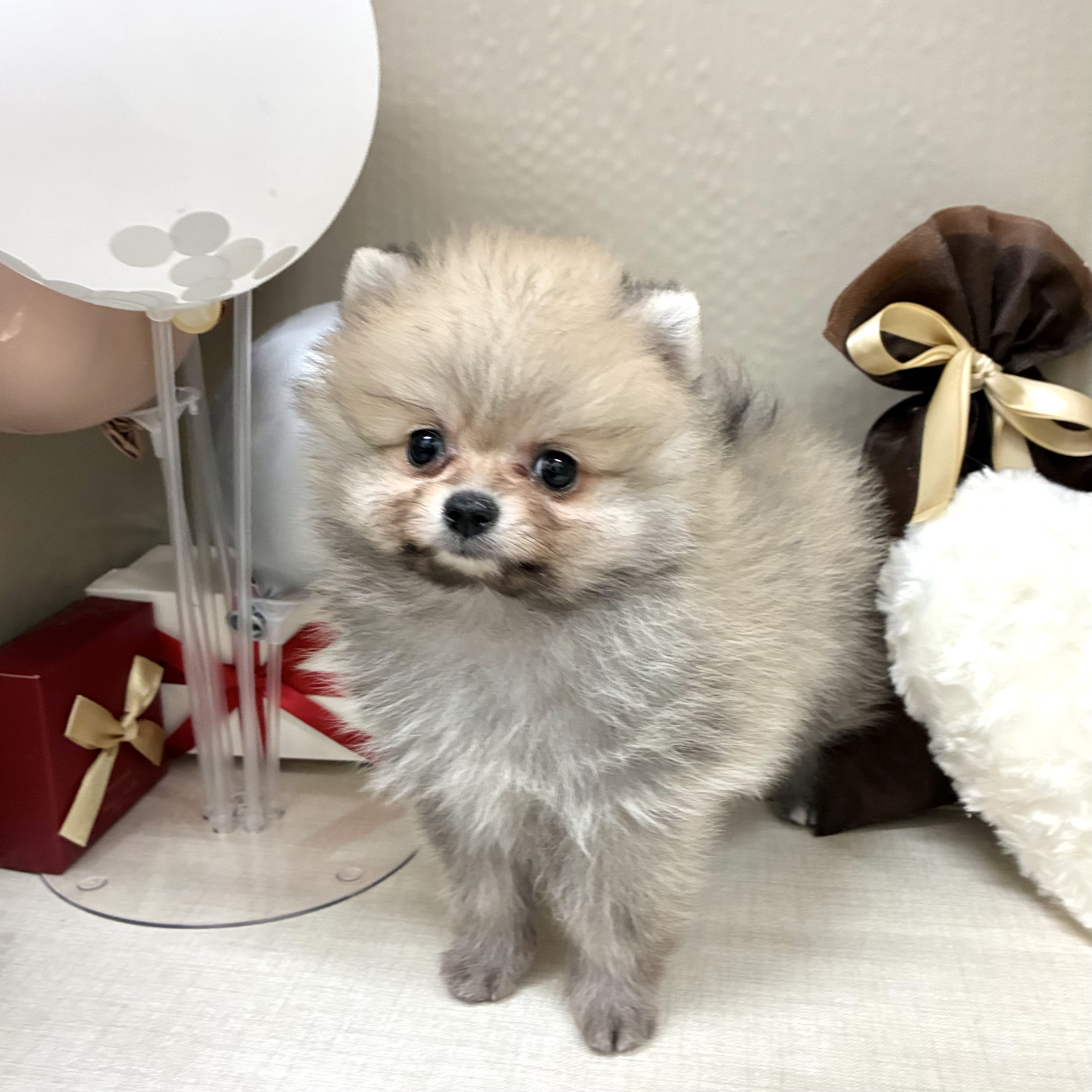 千葉県のポメラニアン (犬の家＆猫の里ワンズモール稲毛店/2026年1月10日生まれ/男の子/オレンジ)の子犬の1枚目の画像