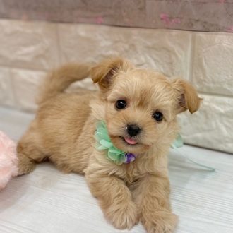 ハーフ犬女の子の写真