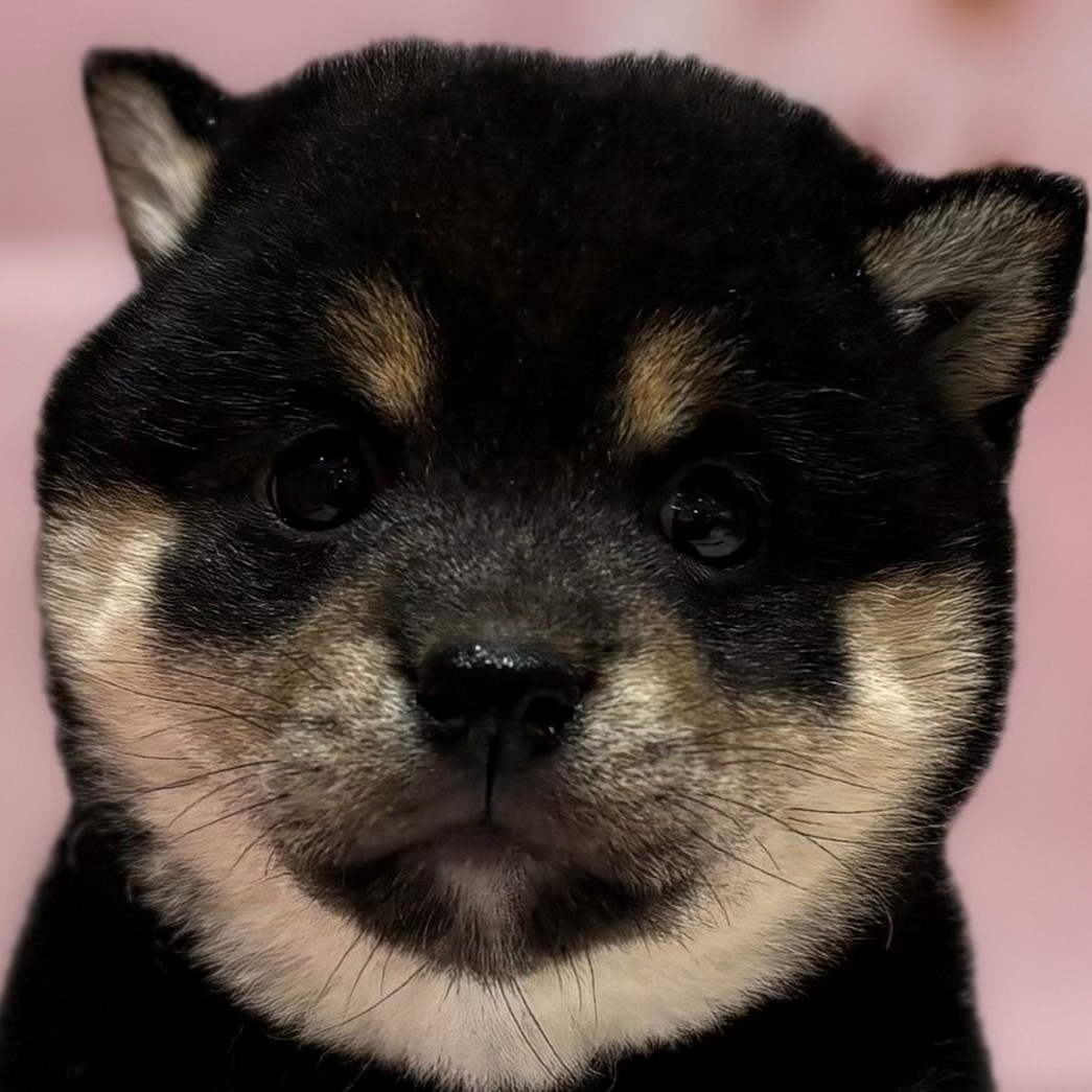 福岡県の豆柴 (犬の家＆猫の里トリアス久山店/2026年1月11日生まれ/女の子/黒)の子犬の1枚目の画像