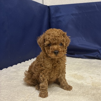 トイプードル男の子の写真