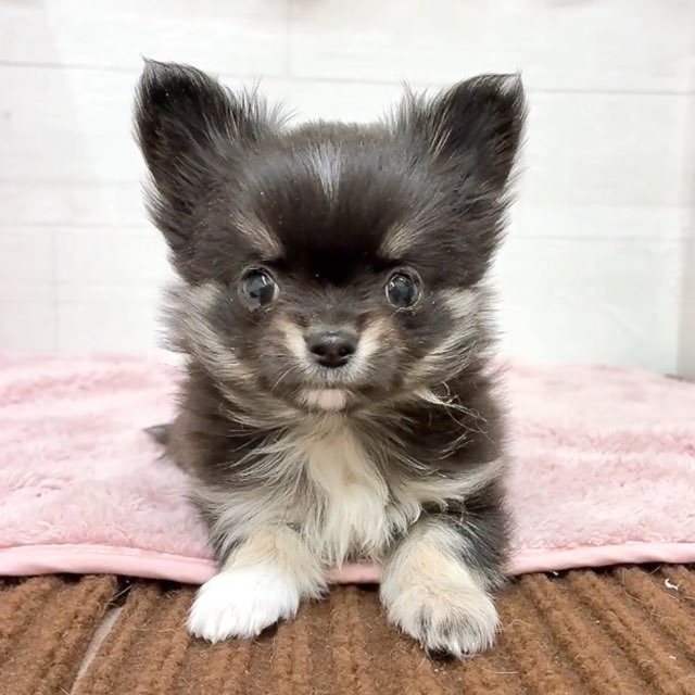 愛知県のチワワ(ロング) (犬の家＆猫の里碧南店/2026年1月12日生まれ/男の子/ブラックタンホワイト)の子犬の1枚目の画像
