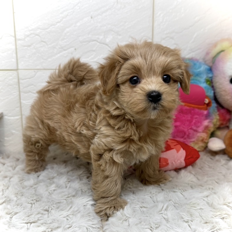 ハーフ犬女の子の写真