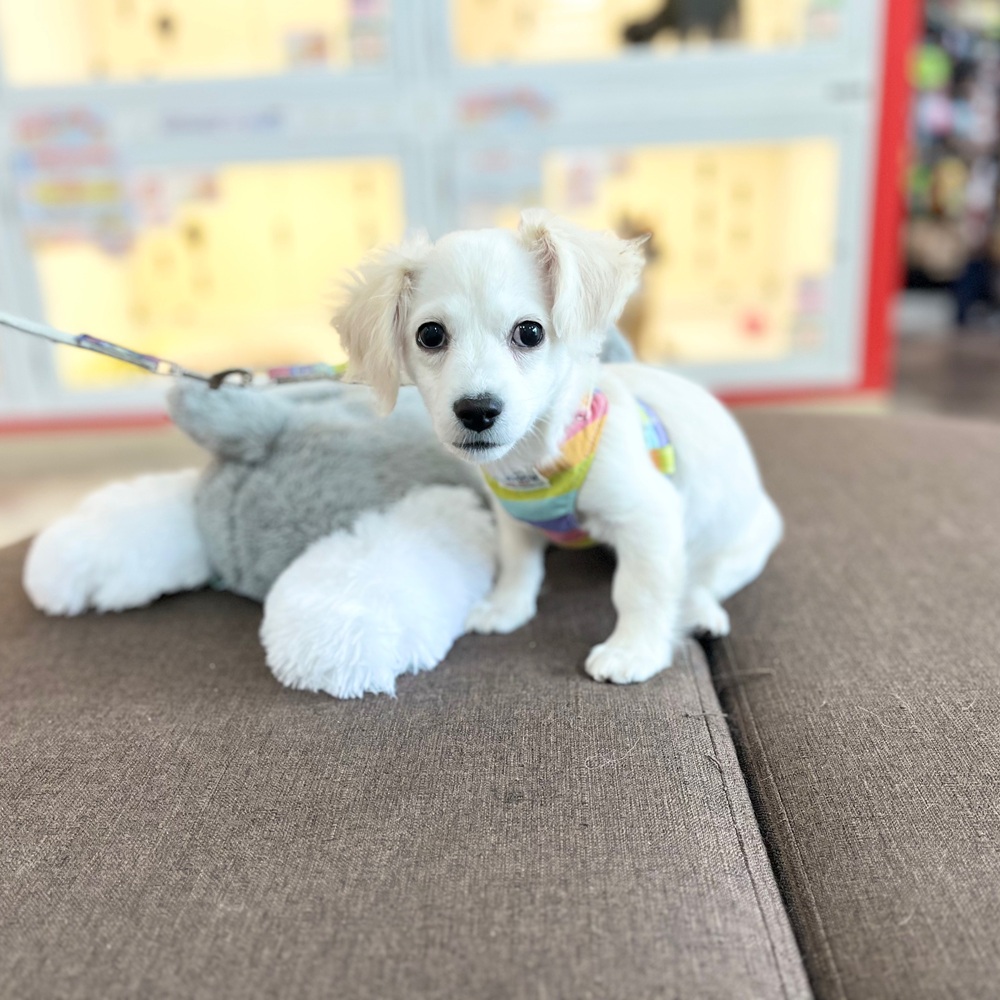 ハーフ犬男の子の写真