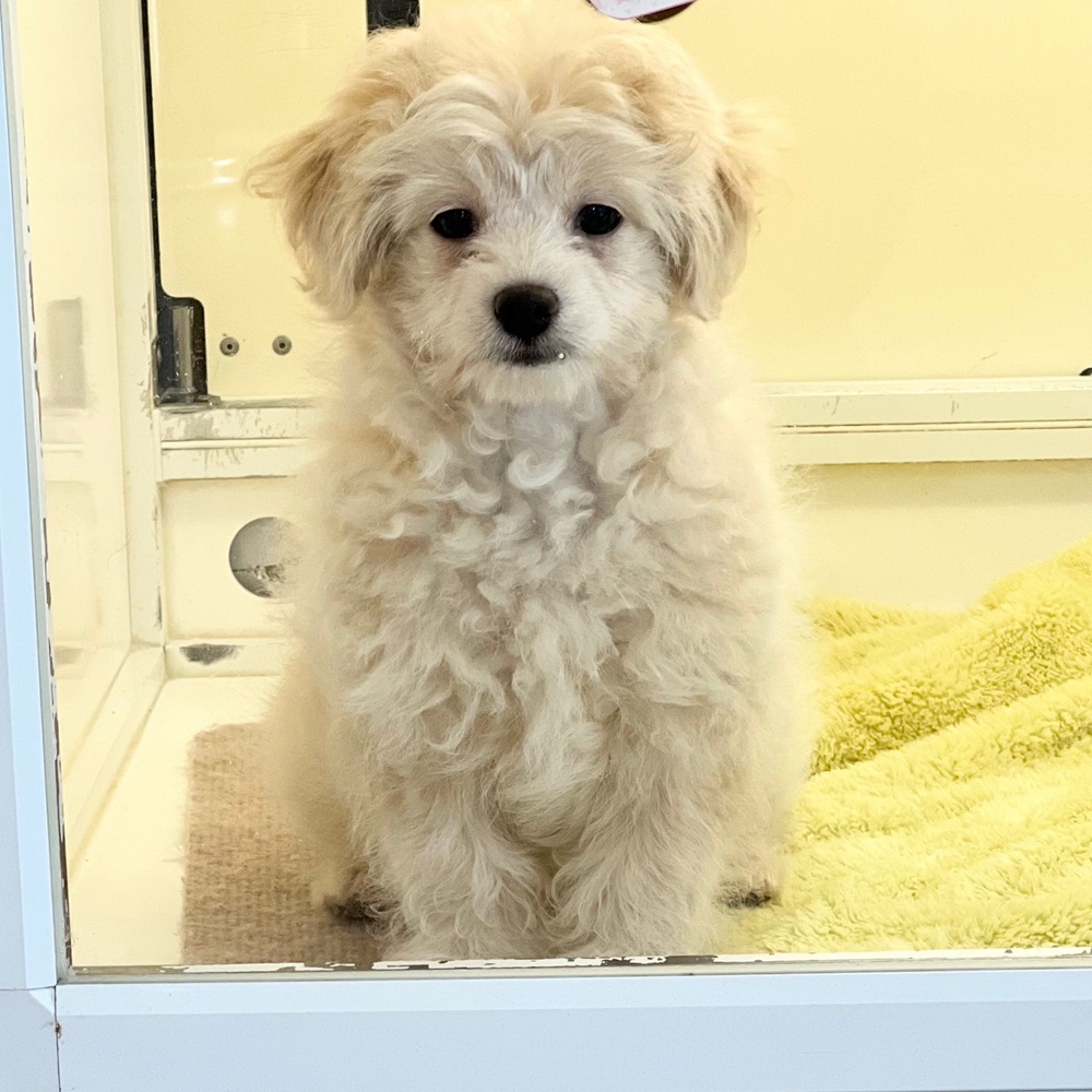 静岡県のチワプー/プーチー(チワワ×プードル) (犬の家＆猫の里MEGAドン・キホーテ袋井店/2026年1月14日生まれ/男の子/クリーム)の子犬の1枚目の画像