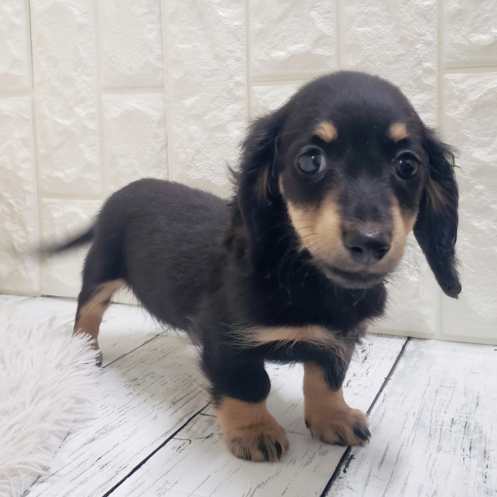 ミニチュアダックス女の子の写真