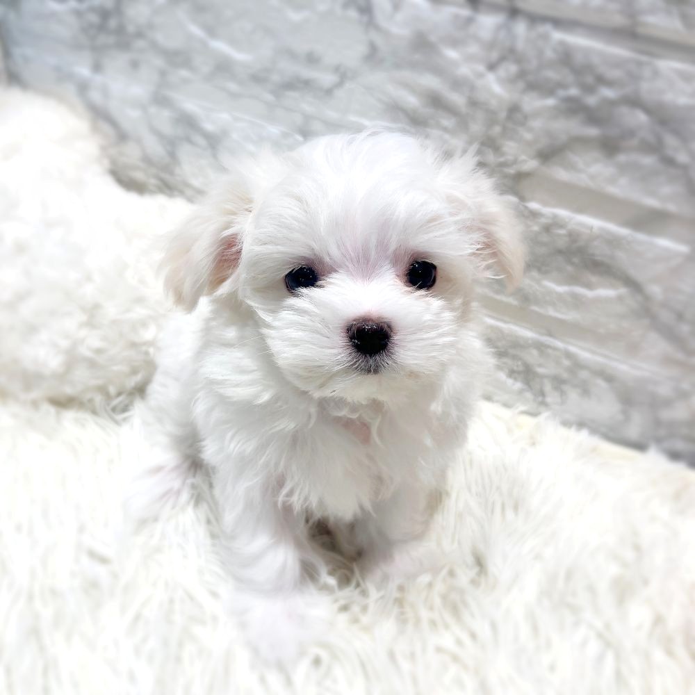 愛知県のマルチーズ (犬の家＆猫の里MiO香久山店/2026年1月13日生まれ/女の子/ホワイト)の子犬の1枚目の画像