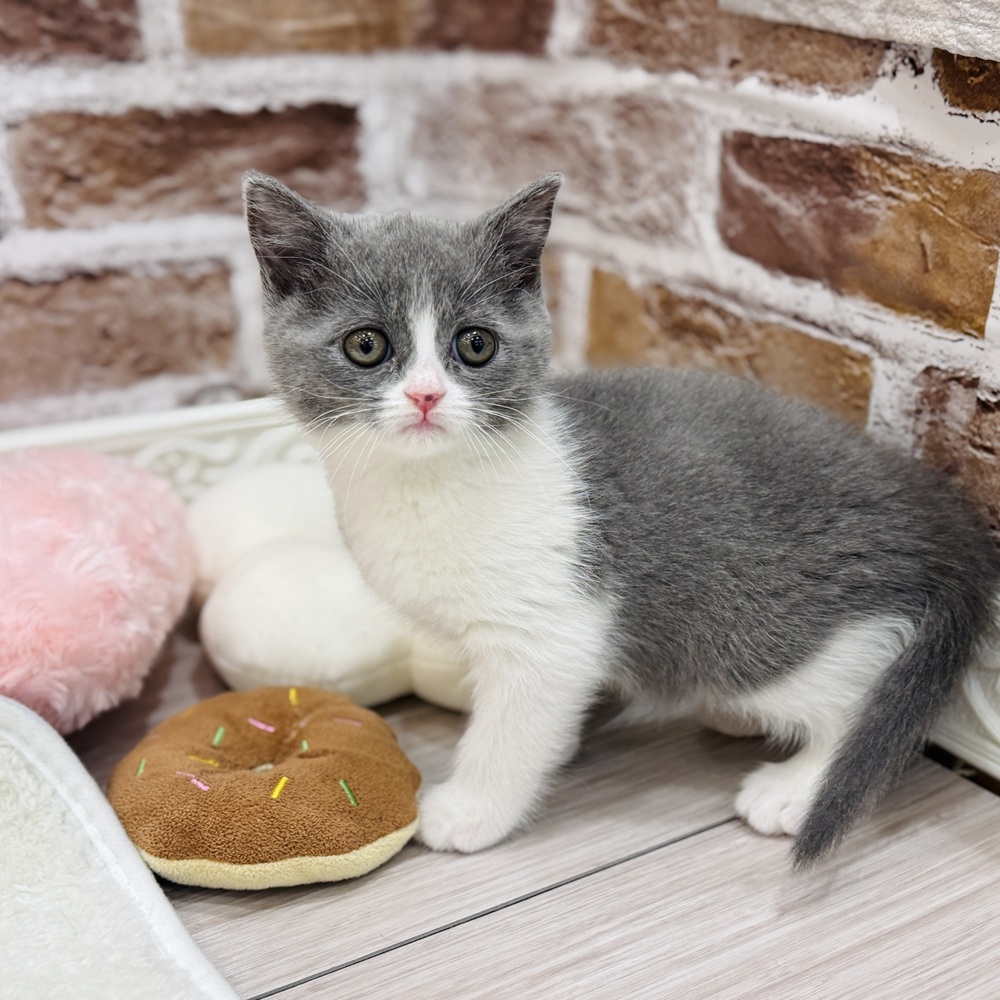 ブリティッシュショートヘア女の子の写真