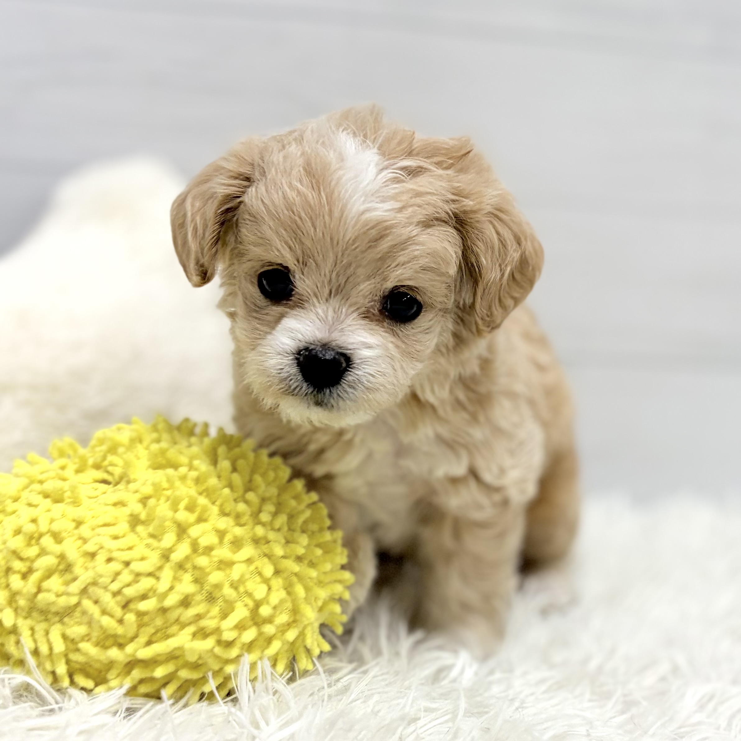 ハーフ犬男の子の写真