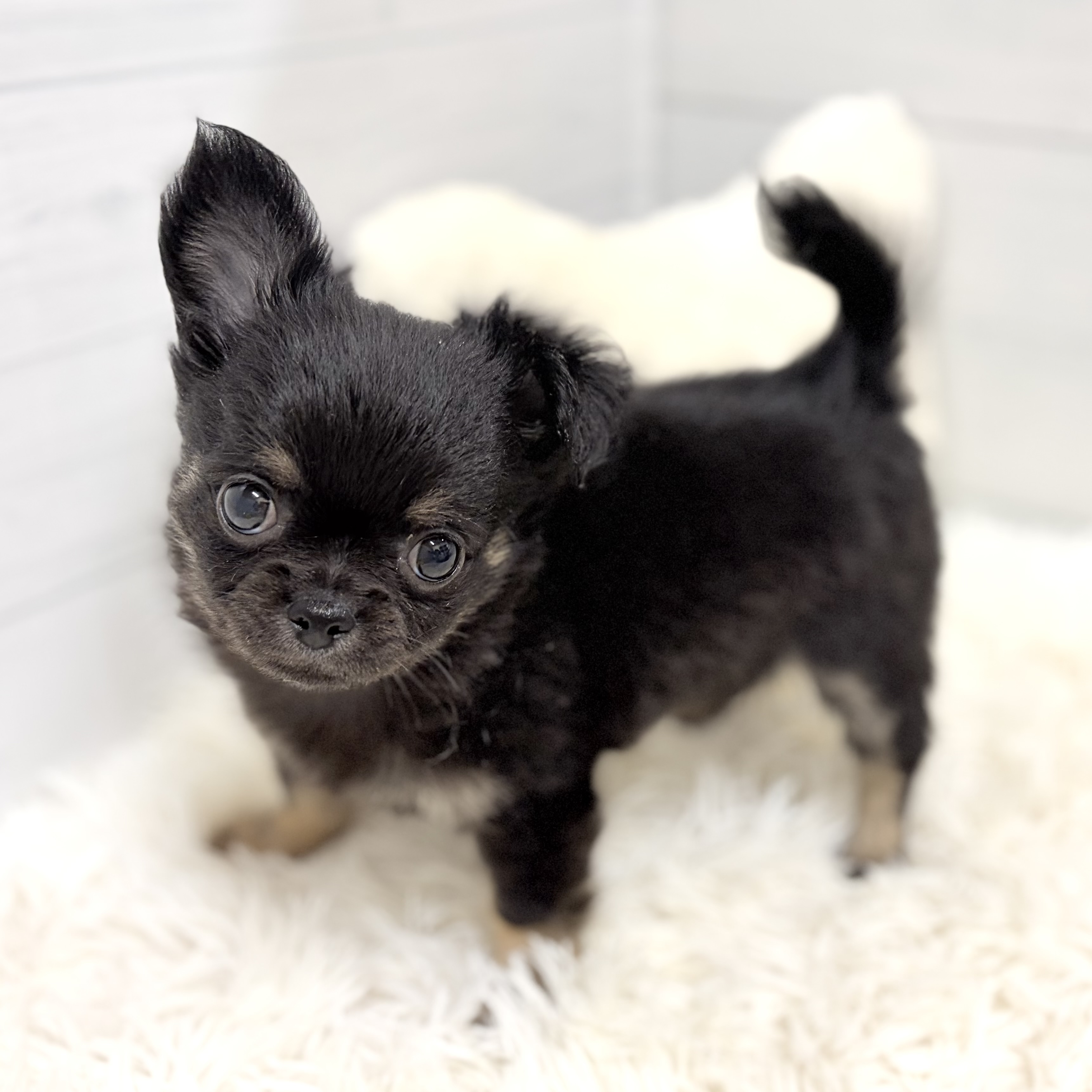 チワワ（ロング）女の子の写真