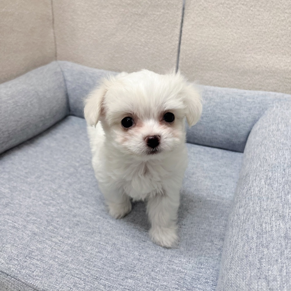 ハーフ犬男の子の写真