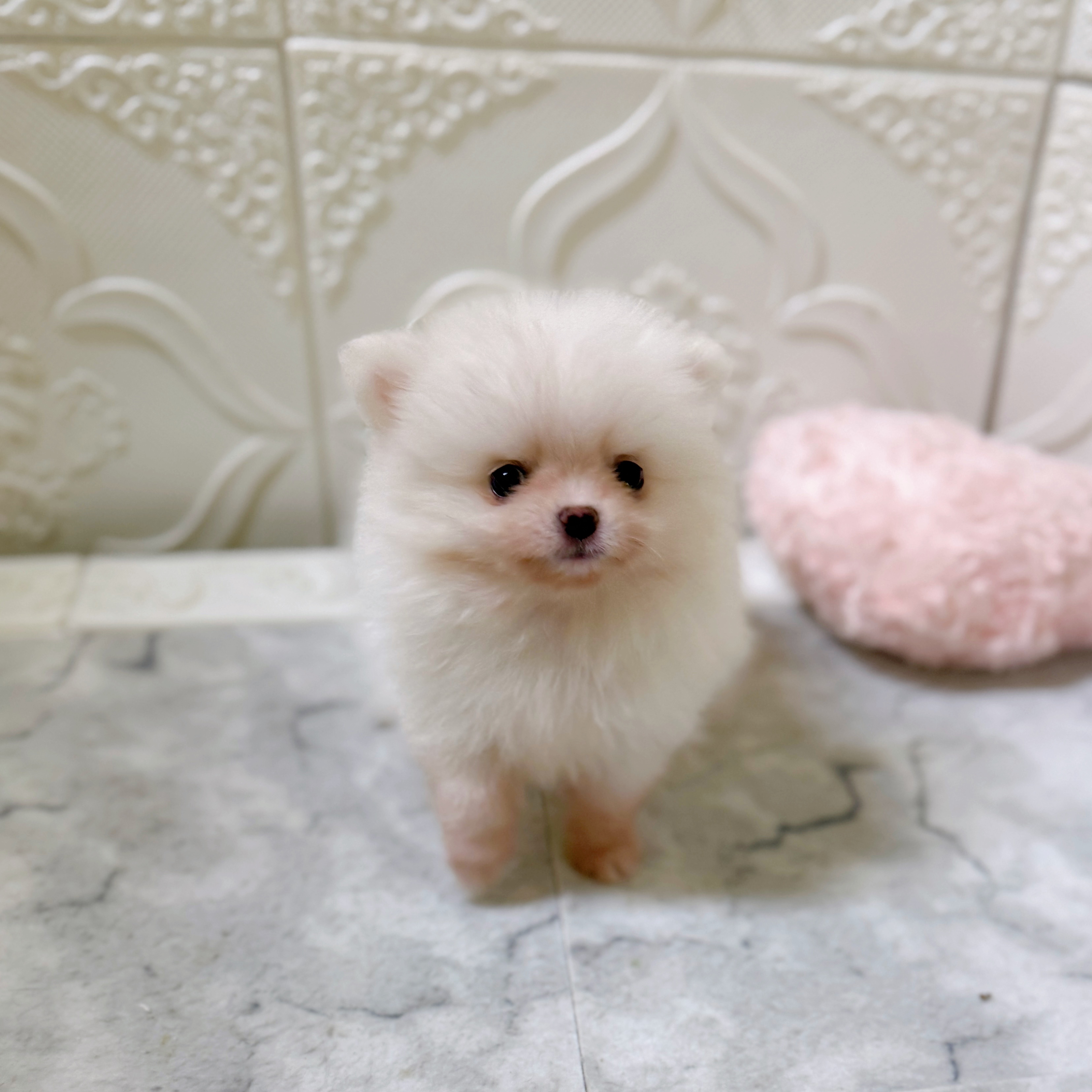 ポメラニアン女の子の写真