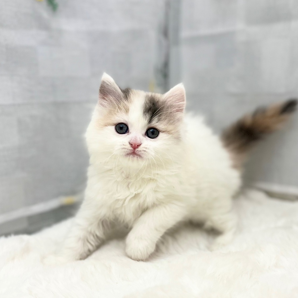 マンチカン女の子の写真