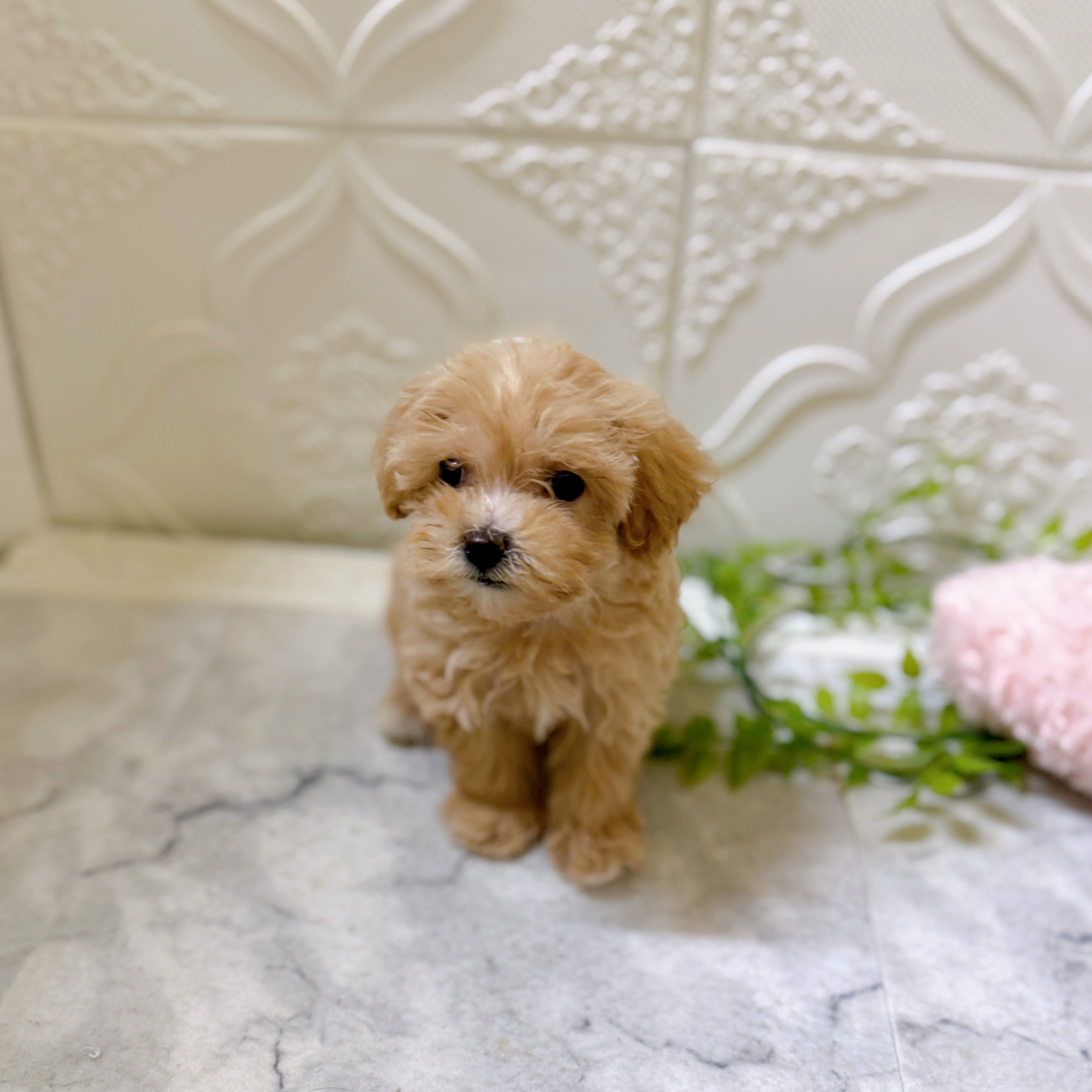 ハーフ犬女の子の写真