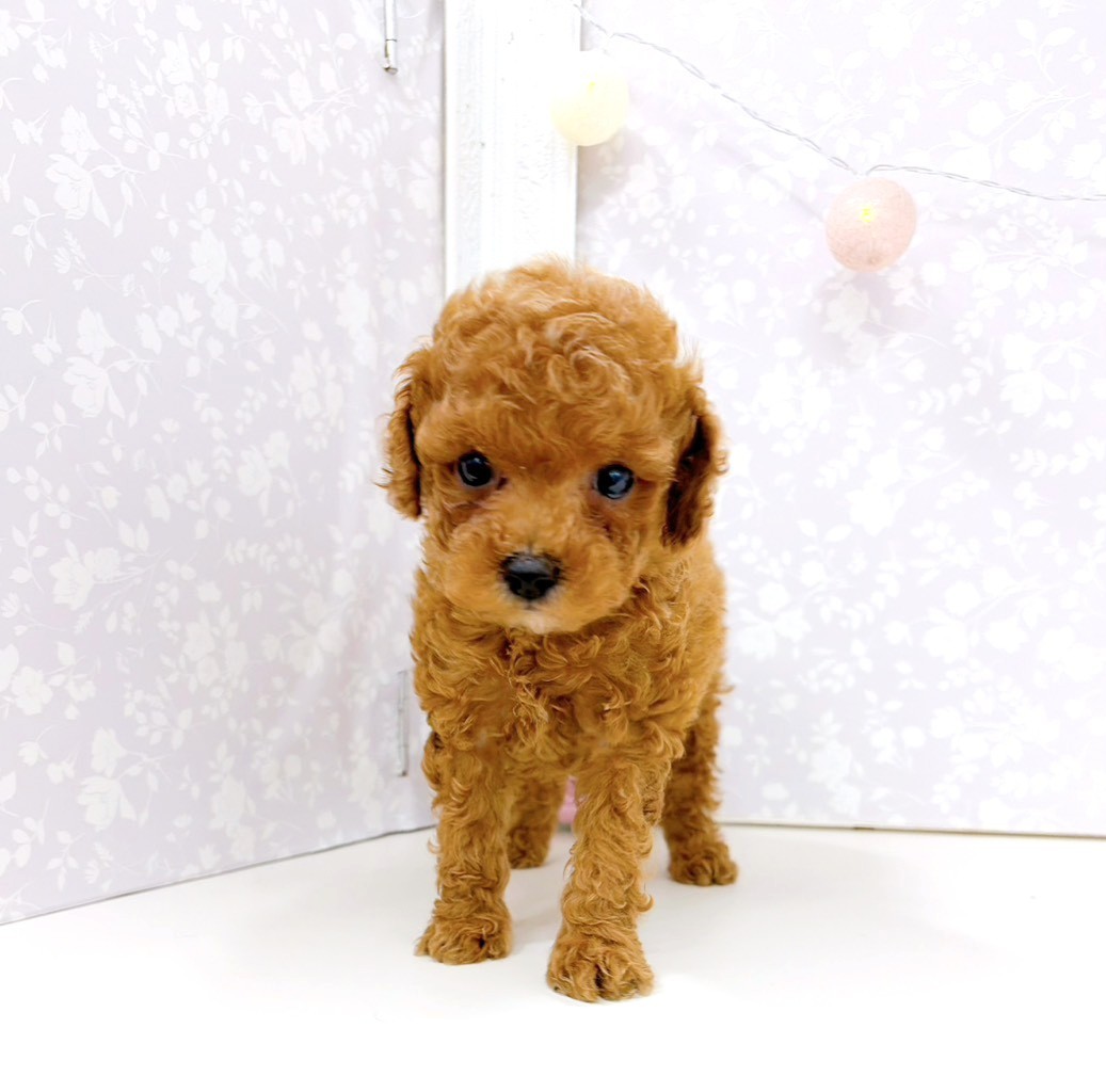 トイプードル女の子の写真