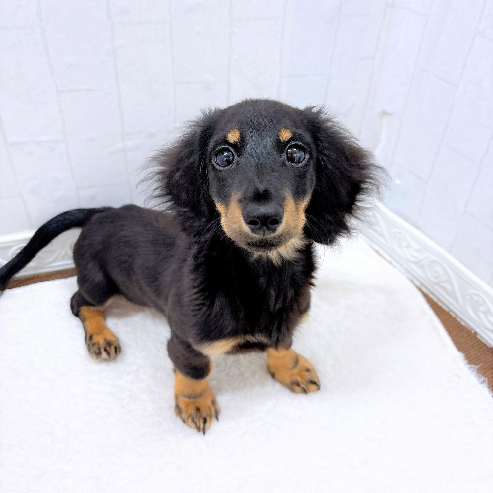 ブラック(黒系)のミニチュアダックスの子犬一覧 | ペットショップ 犬の
