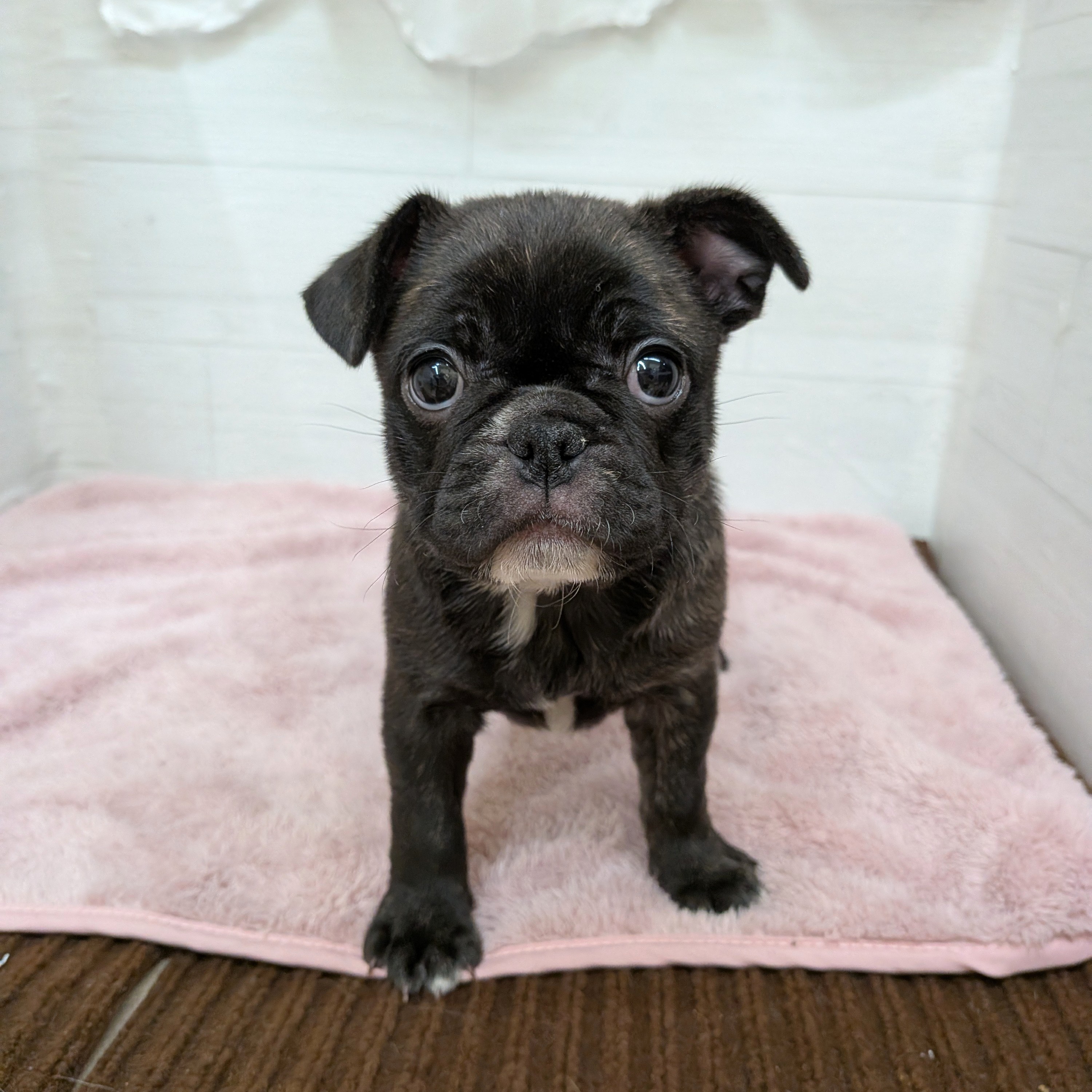 ハーフ犬女の子の写真