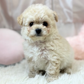 ハーフ犬男の子の写真