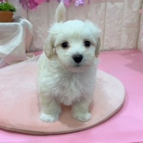 岡山県のマルックス(マルチーズ×ダックス) (犬の家＆猫の里倉敷店/2026年1月24日生まれ/男の子/クリーム)の子犬