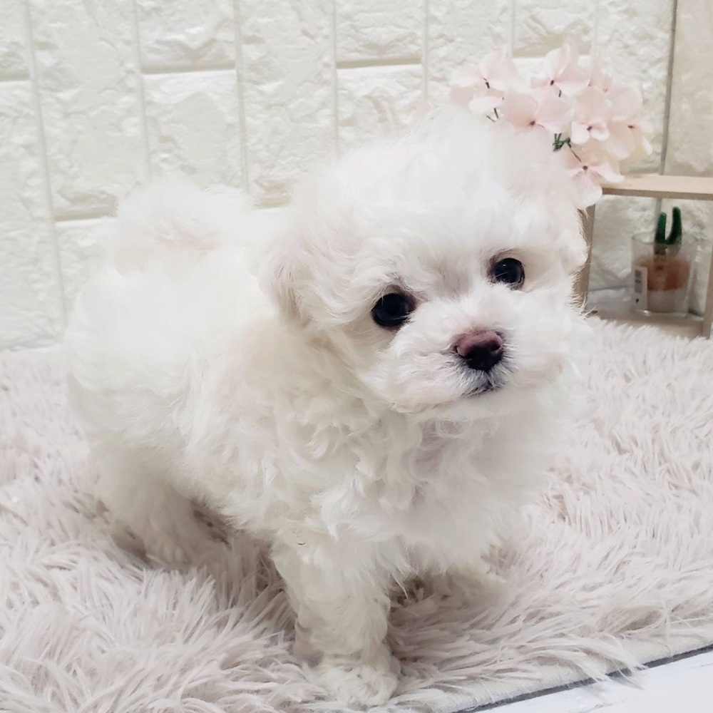 マルチーズ女の子の写真